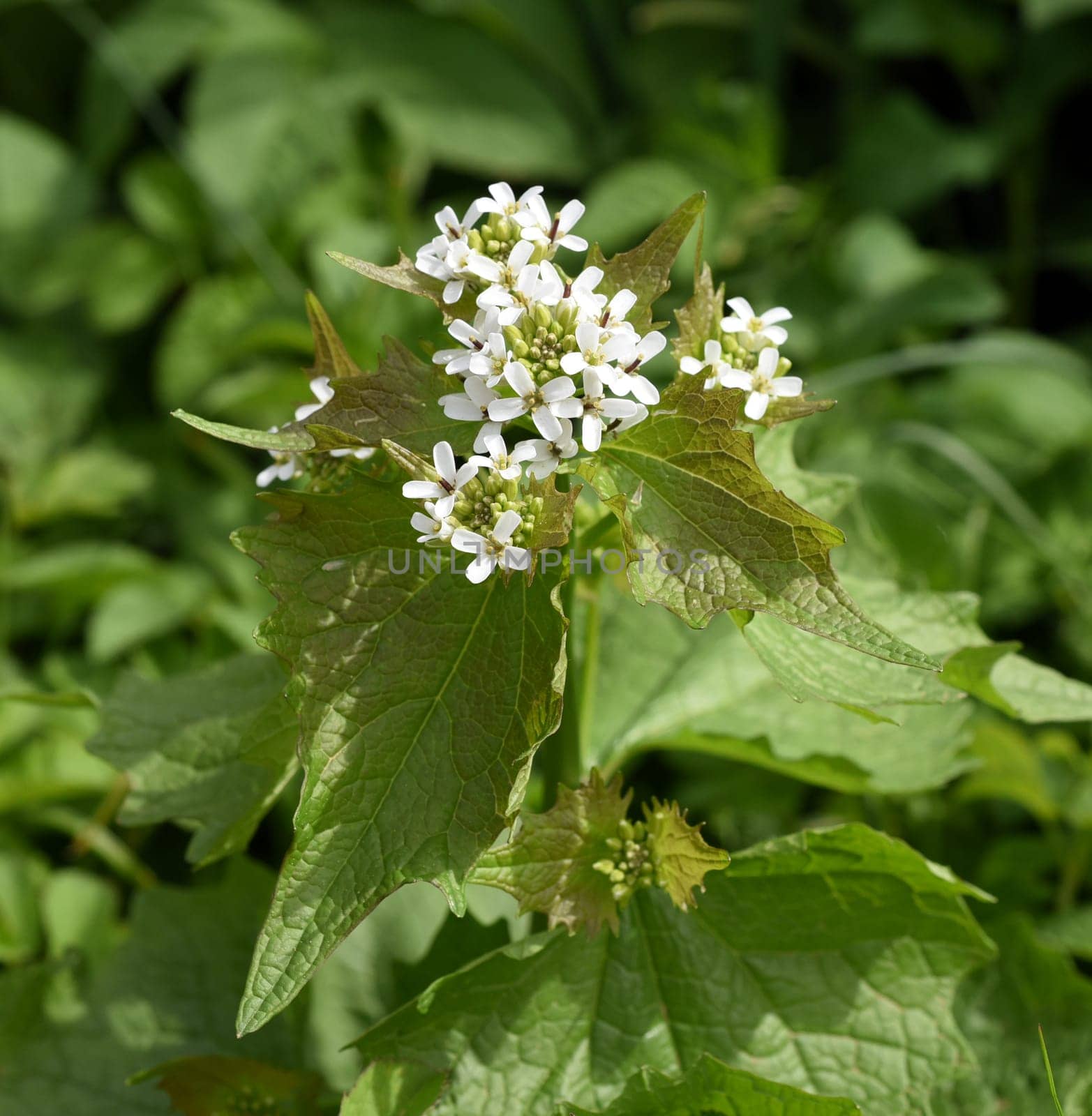 Garlic rocket is an important medicinal and medicinal plant and has white flowers. Garlic mustard is an important medicinal and medicinal plant and has white flowers.