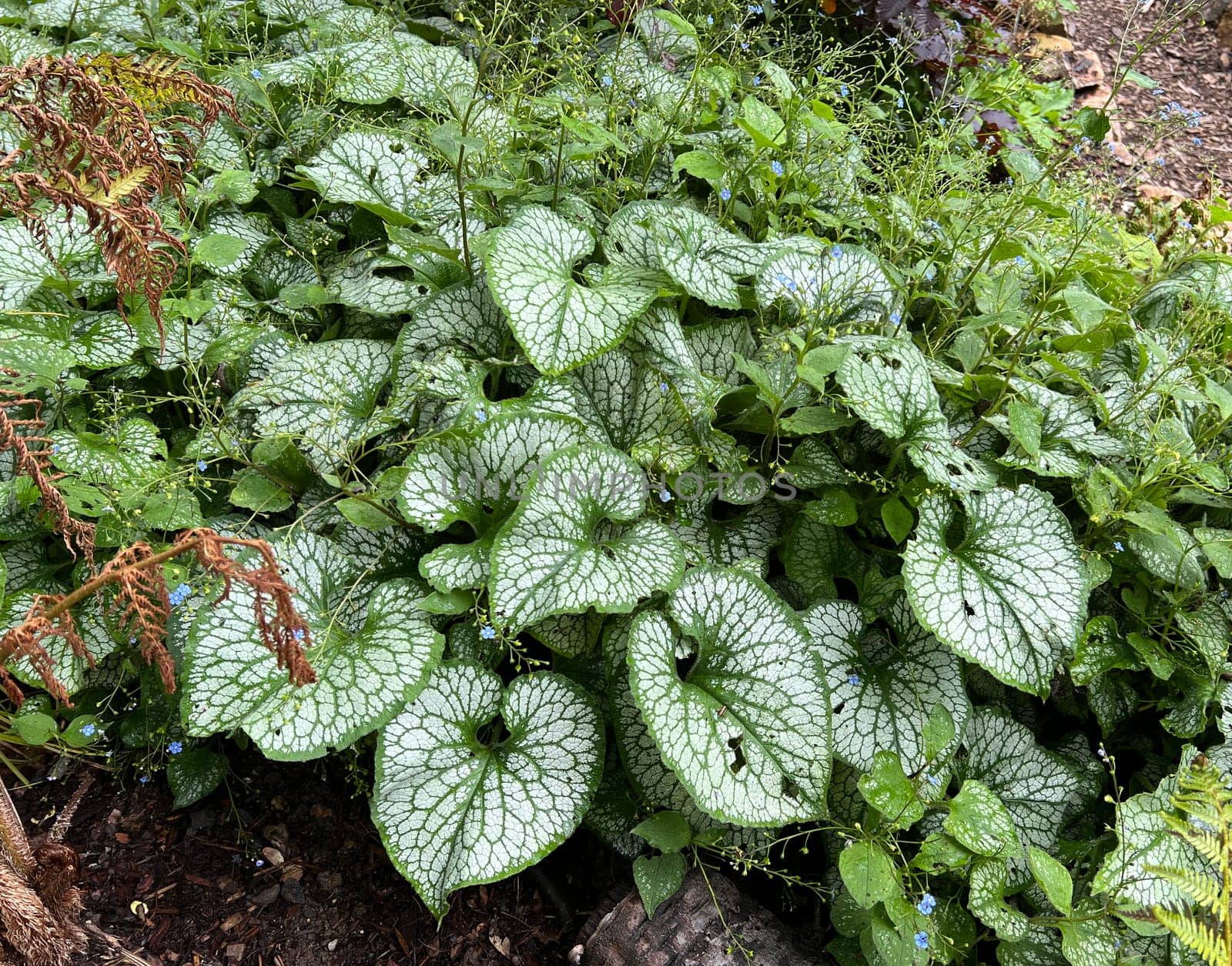 Caucasian forget-me-not,Brunnera,macrophylla is a shade plant with beautiful leaves and blue flowers. Caucasian forget-me-not,Brunnera,macrophylla is a shade plant with beautiful leaves and blue flowers.
