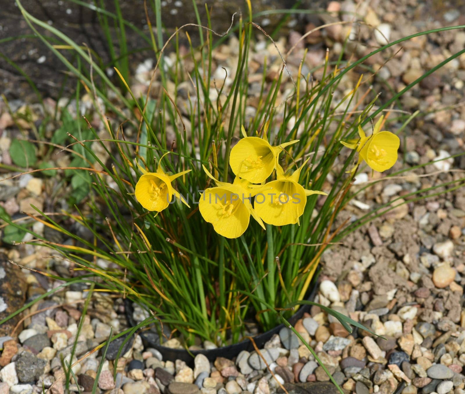 Daffodils are very attractive early bloomers with predominantly yellow flowers. Daffodils are very attractive early bloomers with predominantly yellow flowers.