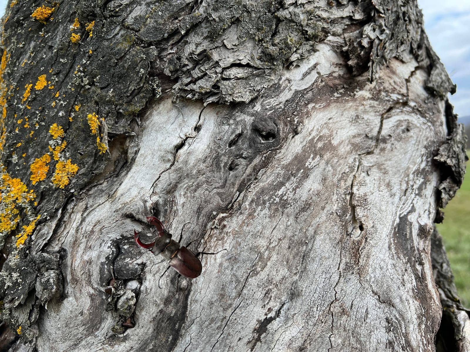 Bark from an old apple tree,some of which is already rotten. Bark from an old apple tree that has already partially rotted.