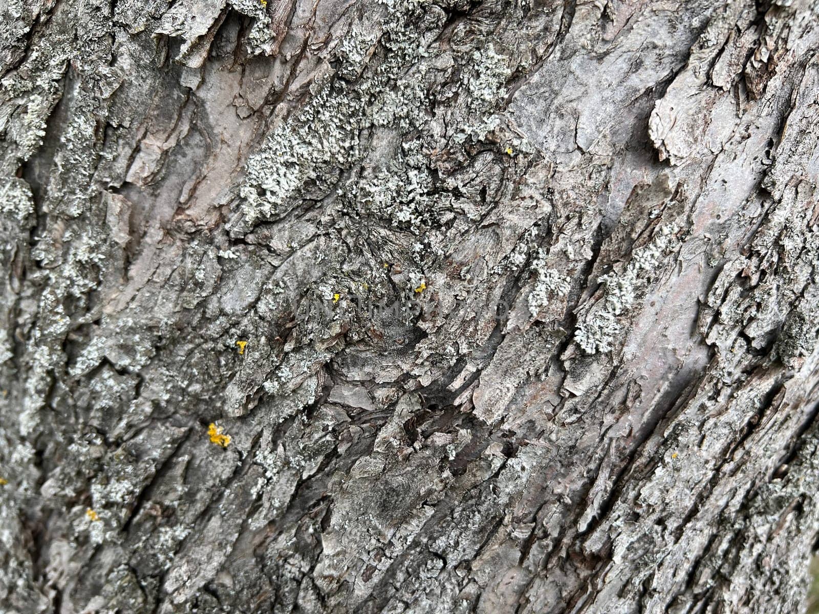 Bark from an old apple tree,some of which is already rotten. Bark from an old apple tree that has already partially rotted.