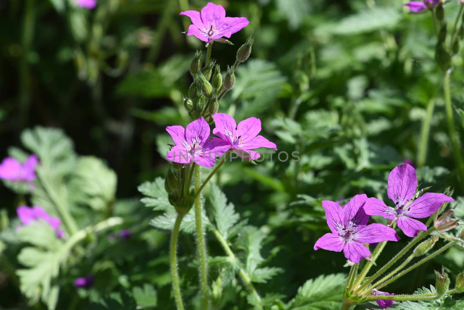 Pyrenean heron's bill,Erodium manescavii is a richly flowering summer flower. Pyrenean heron's-bill,Erodium manescavii,is a richly blooming summer flower.