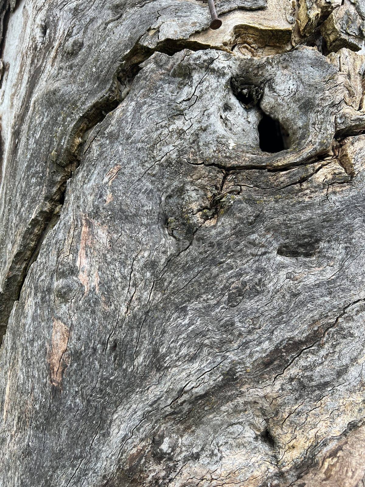 Bark from an old apple tree,some of which is already rotten. Bark from an old apple tree that has already partially rotted.