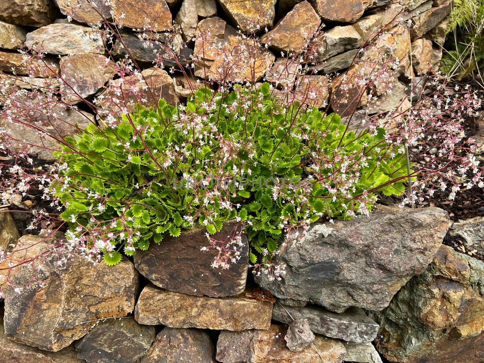 Porcelain flower,Saxifraga,is a pretty rock garden plant. Saxifraga,Chinese saxifrage,is a pretty rock garden plant.