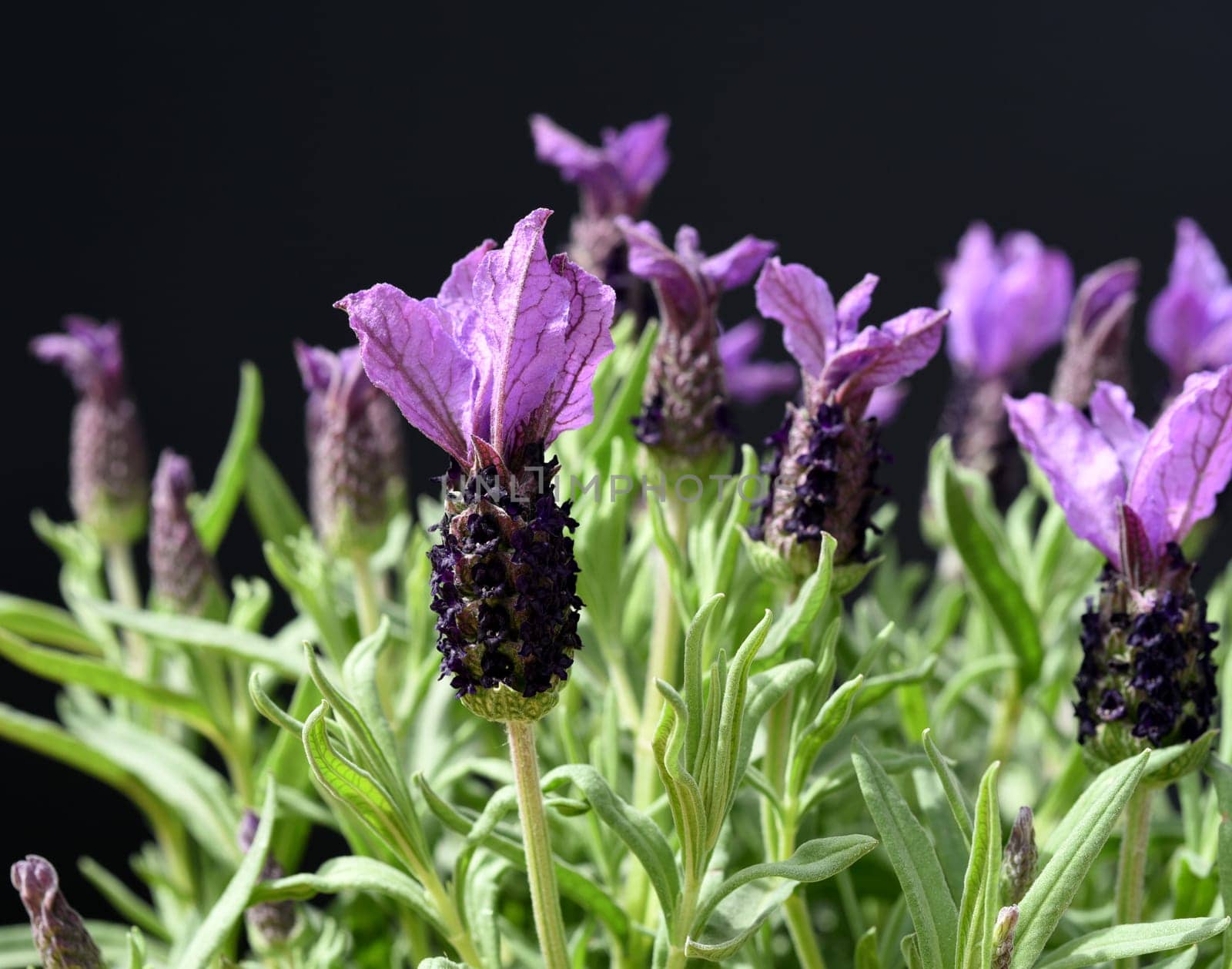 Crested lavender,Lavandula stoechas is a type of lavender with pretty blue flowers. Lavender,Lavandula stoechas,is a type of lavender with pretty blue flowers.