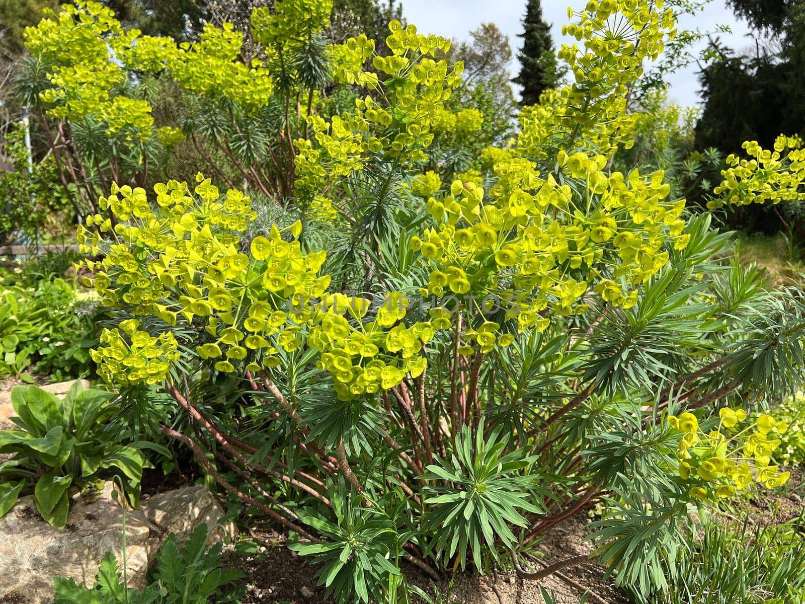 Palisade spurge grows stubbornly and woody at the base of the shoot. This allows it to sprout from it and from the rootstock every year. Palisade spurge grows perennially and woody at the base of the shoot. This means it can sprout from it and the rootstock every year