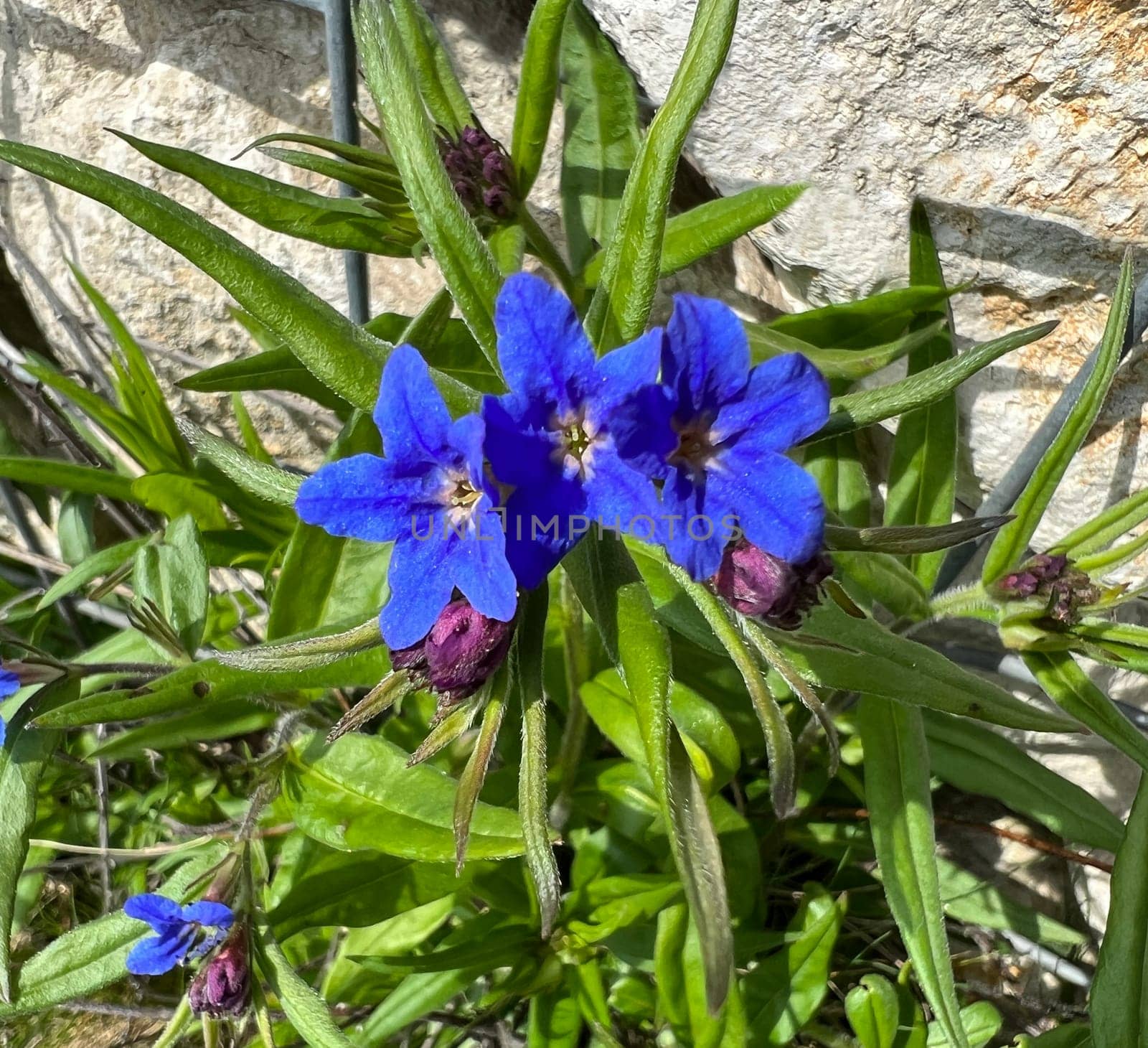 Stone seed,Aegonychon purpurocaeruleum is a pretty flower with strong blue flowers. Stone seed,Aegonychon purpurocaeruleum is a pretty flower with strong blue flowers.