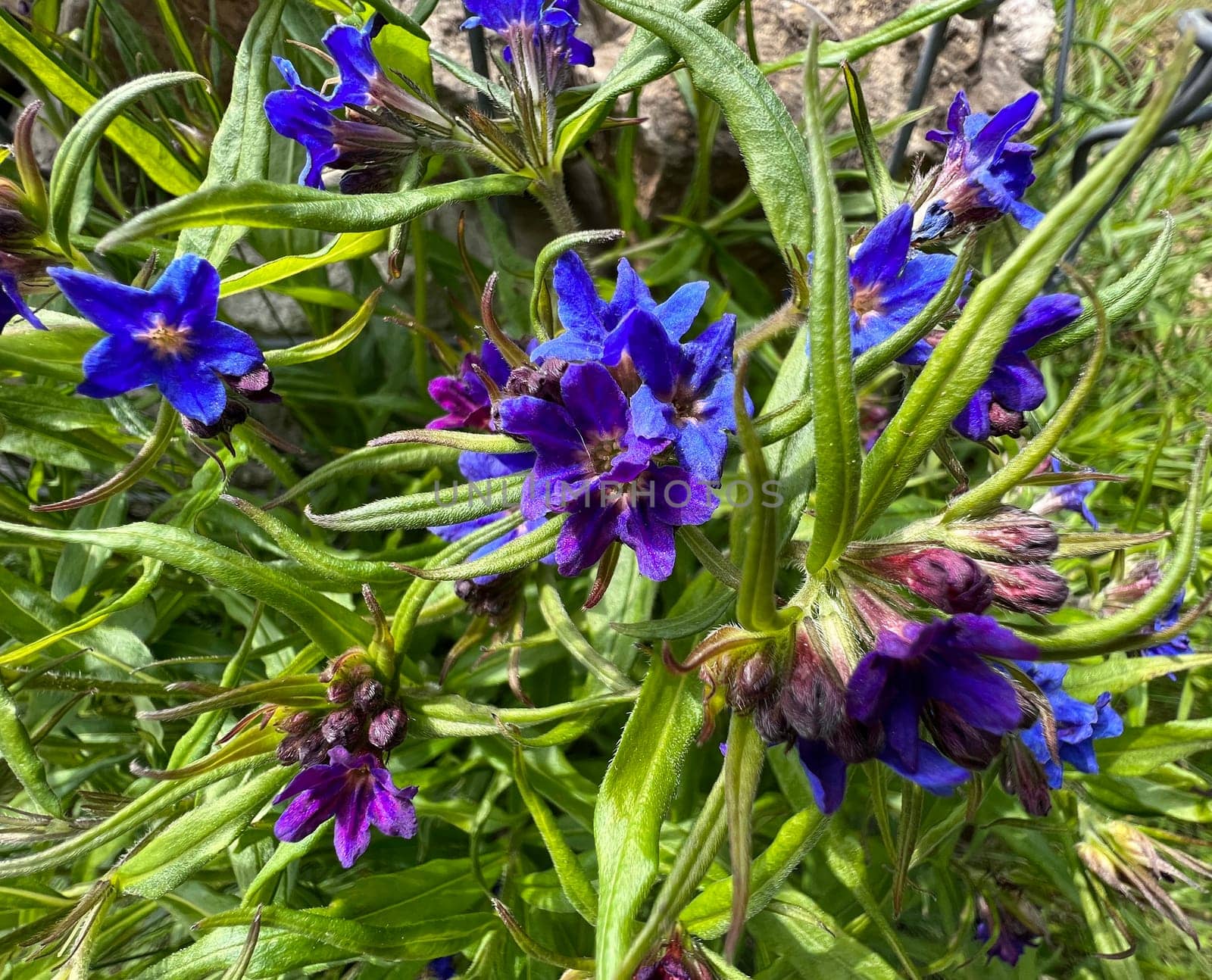 Stone seed,Aegonychon purpurocaeruleum is a pretty flower with strong blue flowers. Stone seed,Aegonychon purpurocaeruleum is a pretty flower with strong blue flowers.