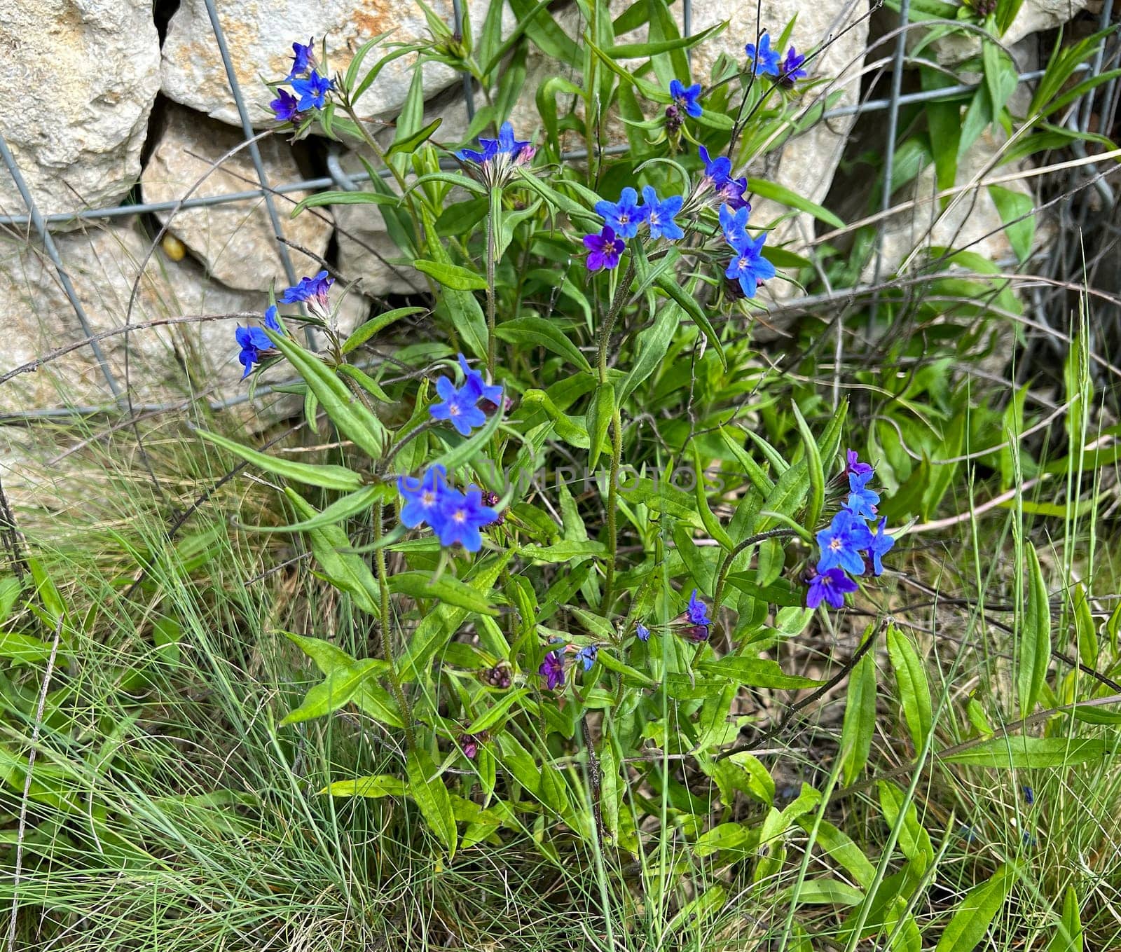 Stone seed,Aegonychon purpurocaeruleum is a pretty flower with strong blue flowers. Stone seed,Aegonychon purpurocaeruleum is a pretty flower with strong blue flowers.