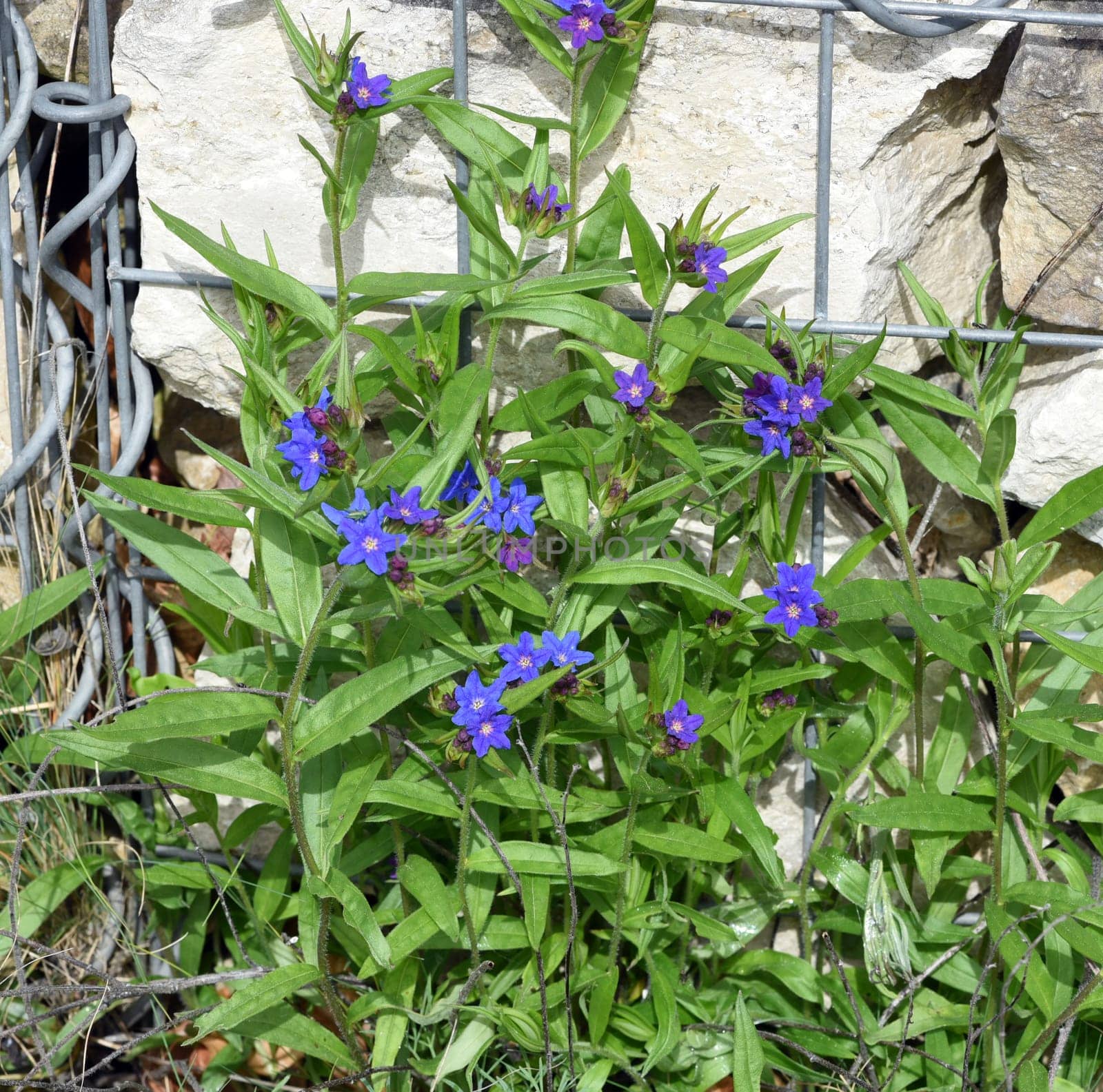 Stone seed,Aegonychon purpurocaeruleum is a pretty flower with strong blue flowers. Stone seed,Aegonychon purpurocaeruleum is a pretty flower with strong blue flowers.