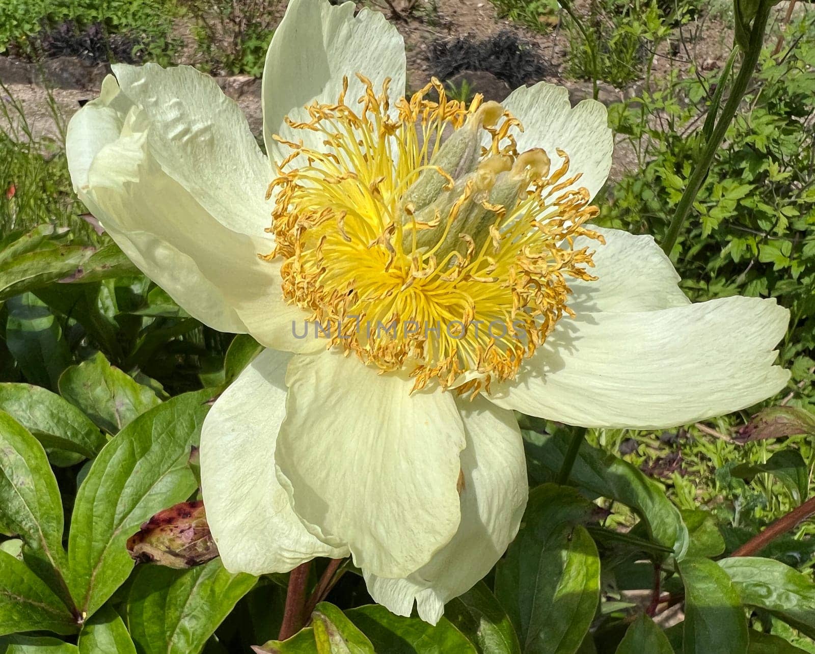Peony,Paeonia is an important medicinal plant with purple,red,yellow and white flowers. It is also used in medicine. Peony,Paeonia is an important medicinal plant with purple,red,yellow and white flowers. It is also used in medicine.