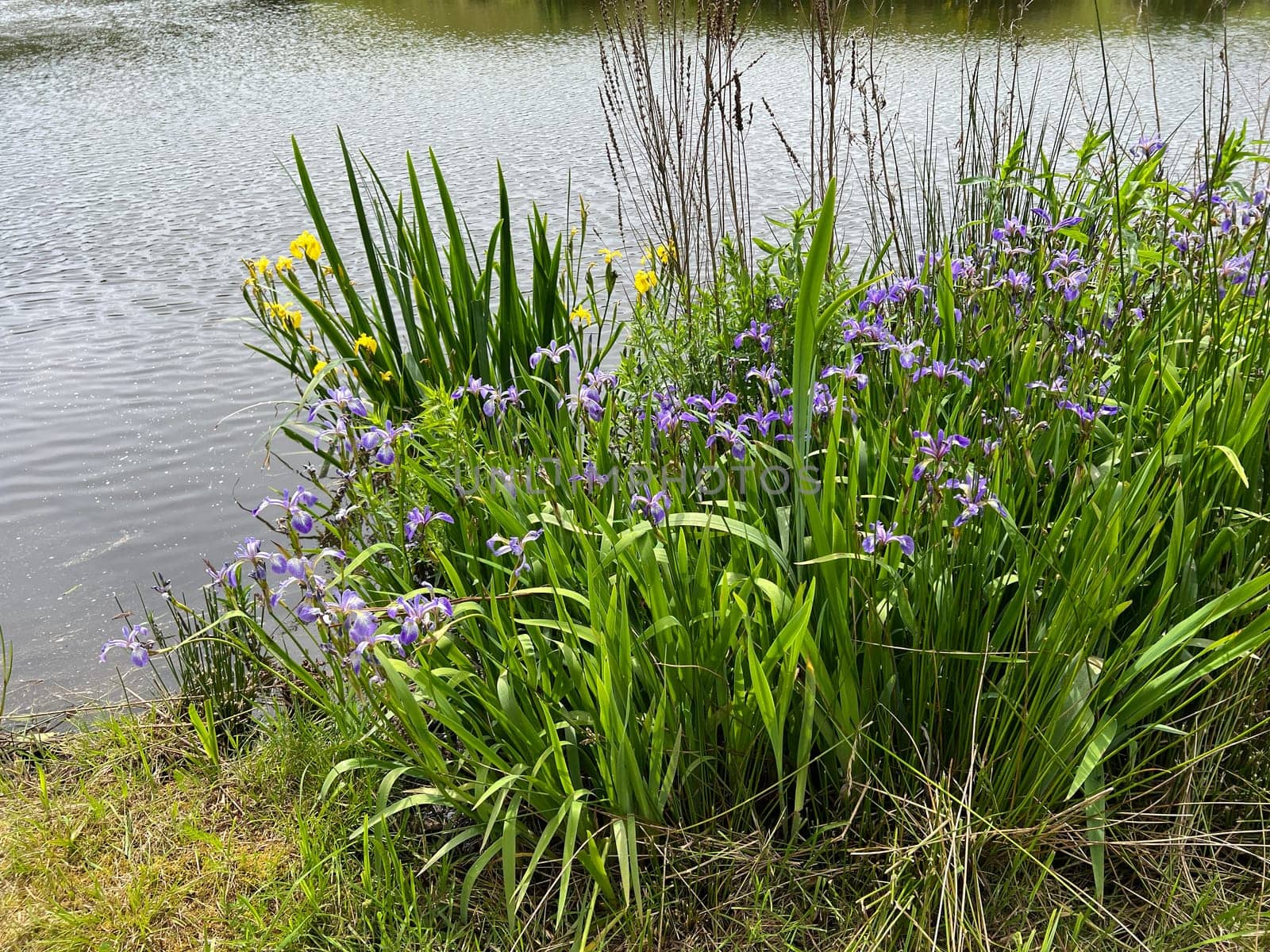 Biotopes are nature reserves with water and many plants and animals. Biotopes are nature reserves with water and many plants and animals.