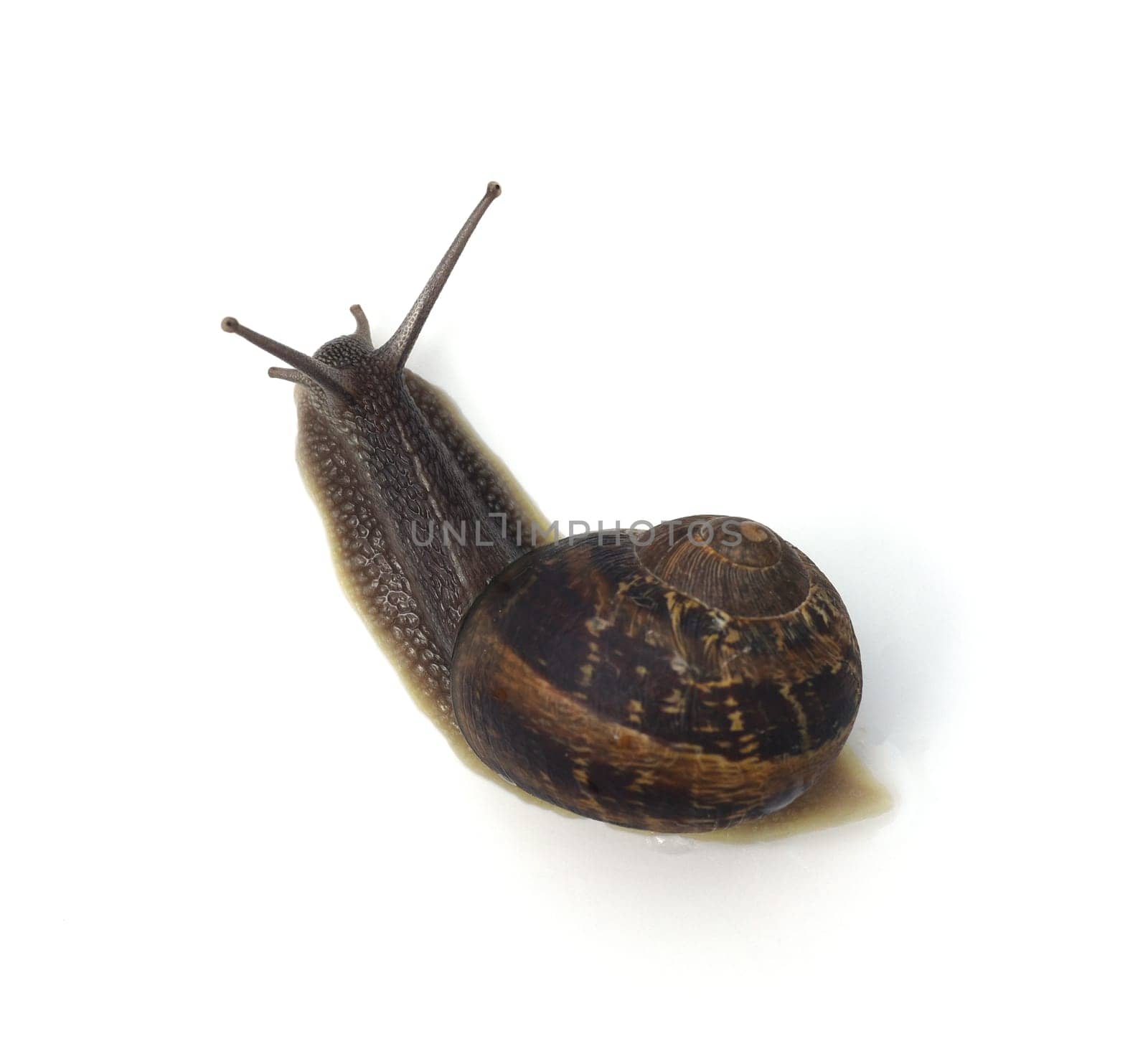Spotted snail,Cornu aspersum are snails that are commonly found. Spotted snail,Cornu aspersum are snails that are commonly found