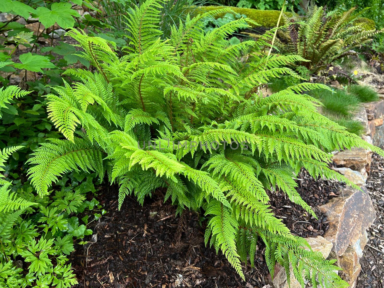 Shield fern,Polystichum setiferum is one of the native forest ferns,rolls out in spring and forms long,double-pinnate fronds. Polystichum setiferum is one of the native forest ferns,unfurls in spring and forms long,bi-pinnate fronds