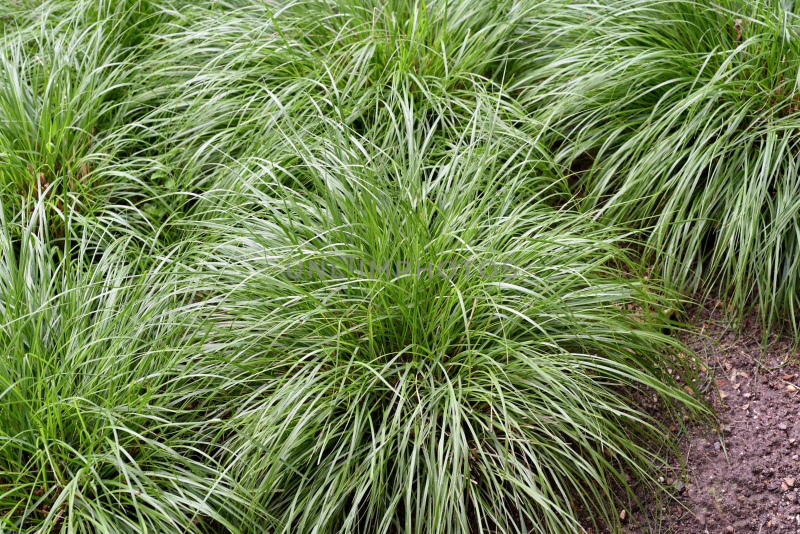 Sedge,Carex,is evergreen and hardy and thus provides an intense,green color even in winter. Sedge,Carex,is evergreen and hardy and therefore provides an intense green colour even in winter.