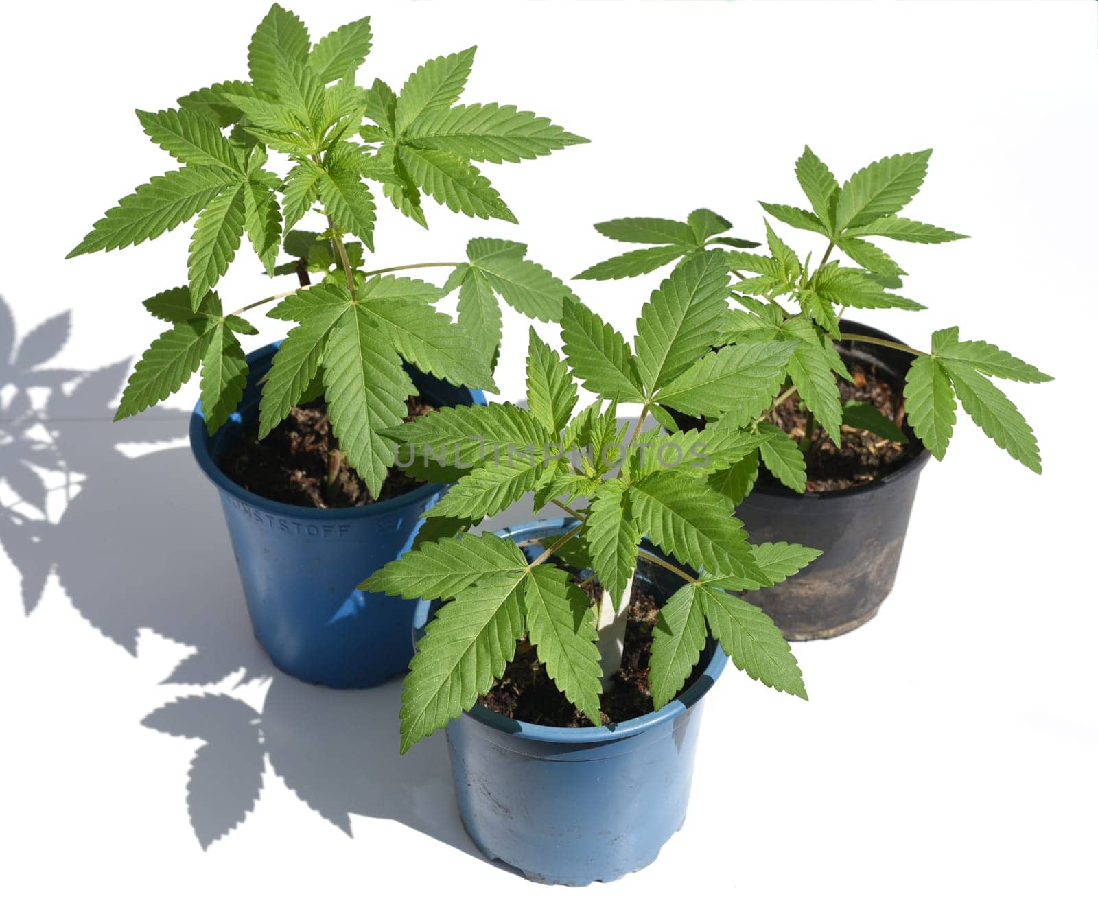 Cannabis is no longer subject to the Narcotics Act (BtMG). Adults aged 18 and over are allowed to own up to 3 plants.  Cannabis is no longer subject to the Narcotics Act (BtMG). Adults aged 18 and over are allowed to own up to 3 plants