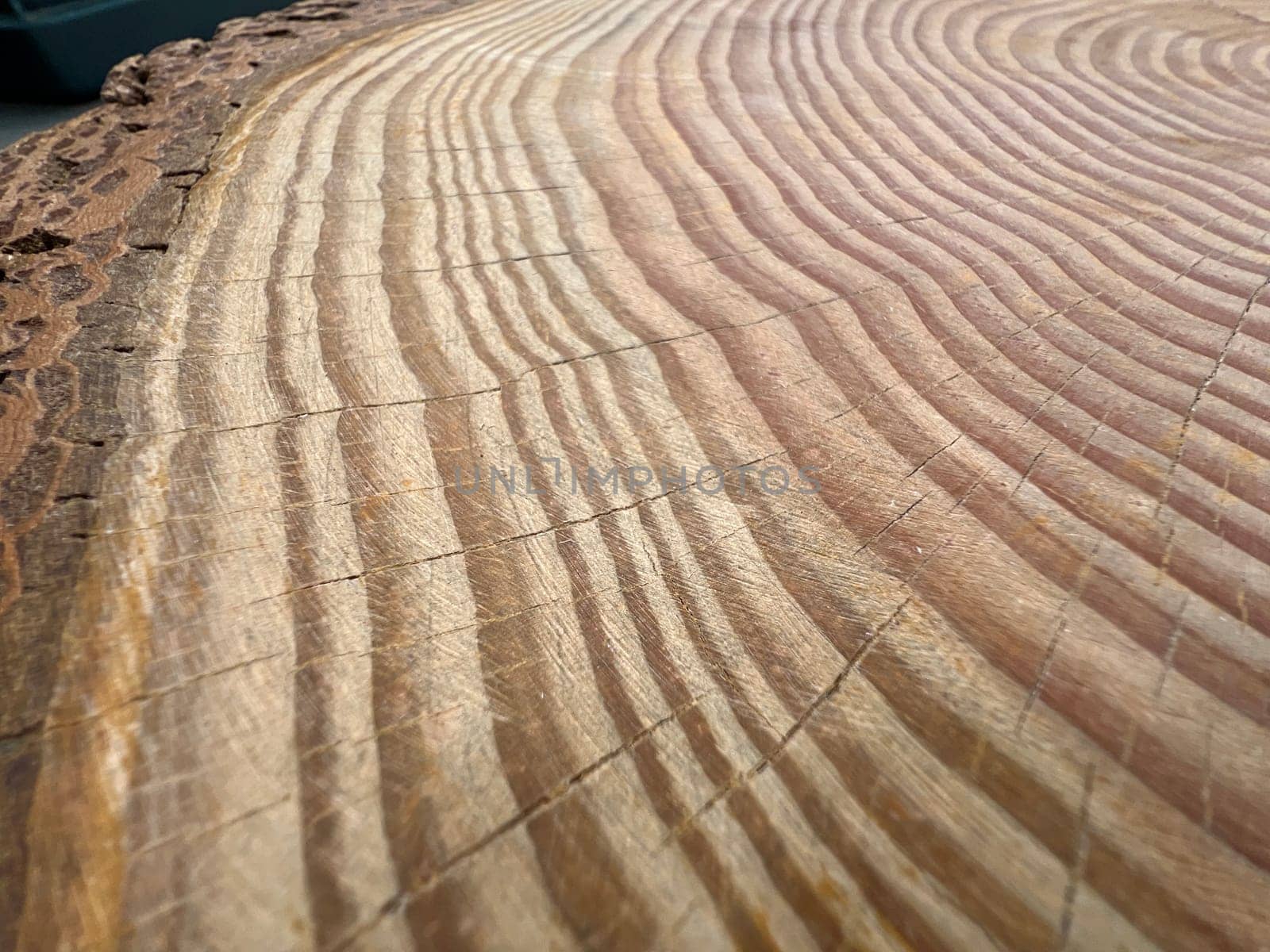 Annual rings are the growth rings of a tree in cross-section. Annual rings are the growth rings of a tree in cross section.