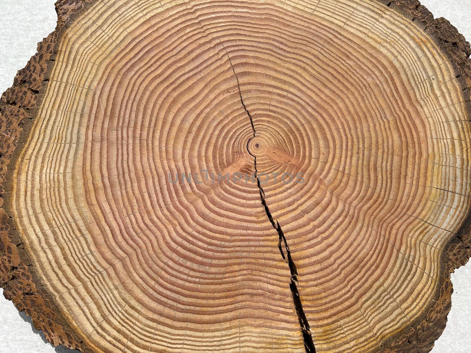 Annual rings are the growth rings of a tree in cross-section. Annual rings are the growth rings of a tree in cross section.