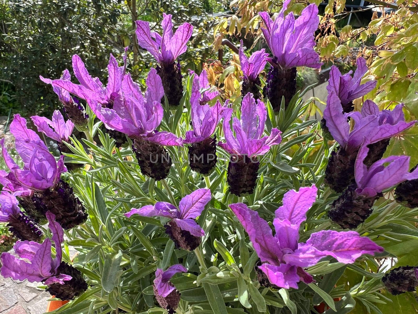 Crested lavender,Lavandula stoechas is a type of lavender with pretty blue flowers. Lavender,Lavandula stoechas,is a type of lavender with pretty blue flowers.