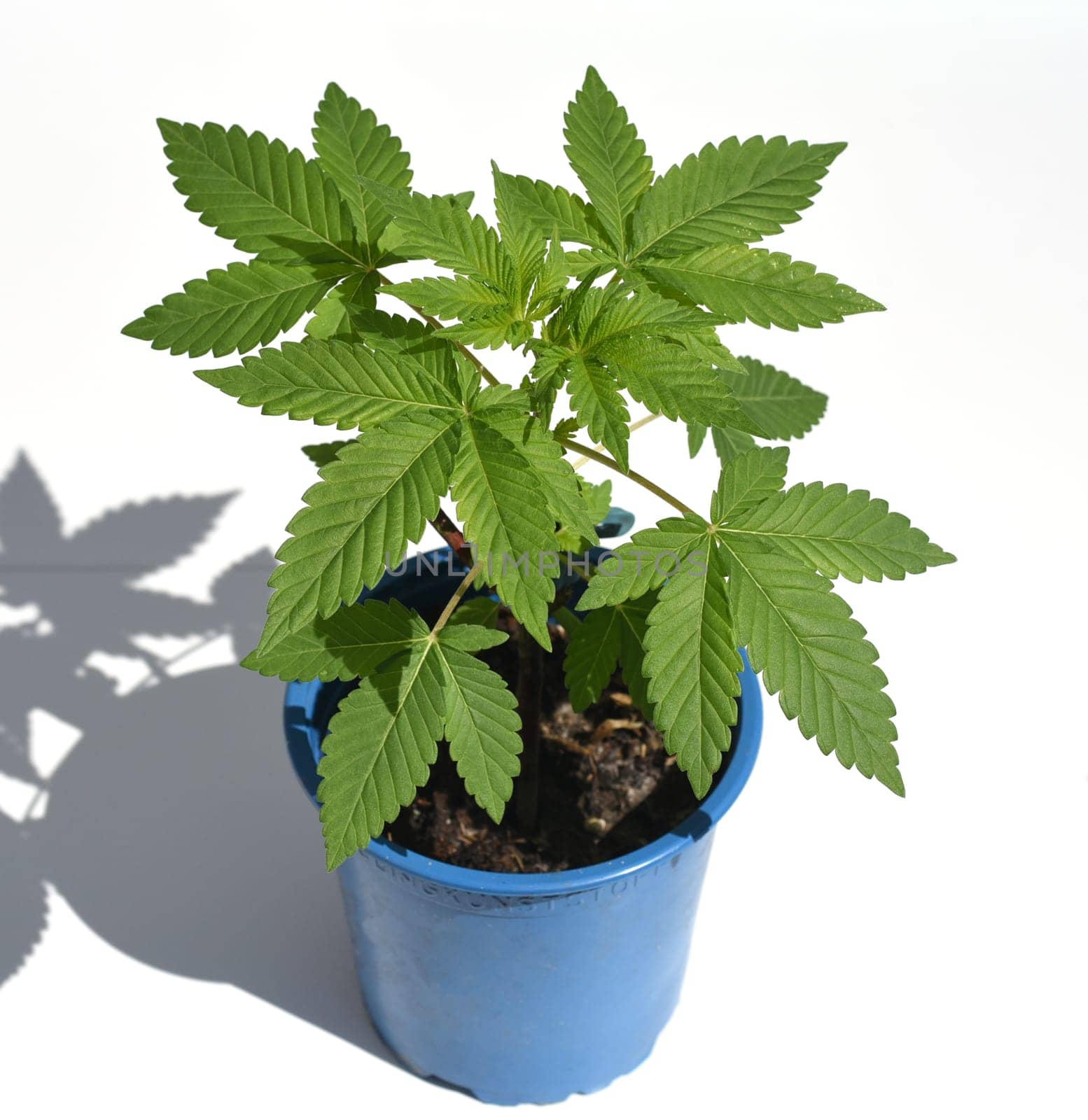 Cannabis is no longer subject to the Narcotics Act (BtMG). Adults aged 18 and over are allowed to own up to 3 plants.  Cannabis is no longer subject to the Narcotics Act (BtMG). Adults aged 18 and over are allowed to own up to 3 plants