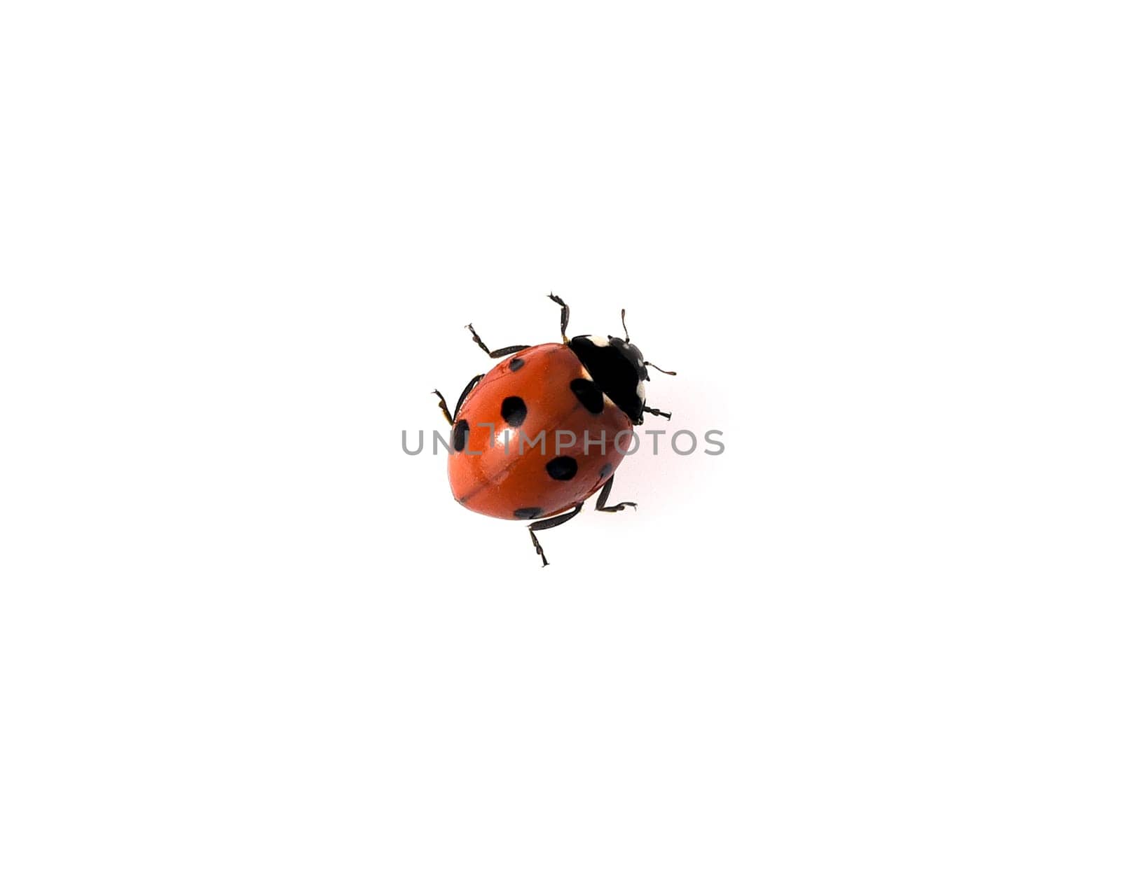 Ladybug,Coccinella semptempunctata,is a pretty red beetle with black dots. The insect is very useful and eats a lot of aphids. Ladybug,Coccinella semptempunctata,is a pretty red beetle with black spots. The insect is very useful and eats many aphids.