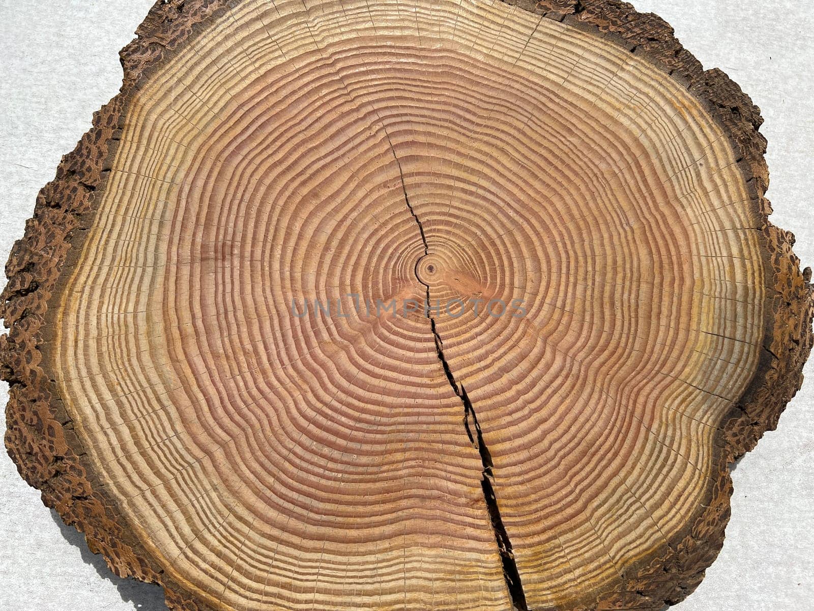 Annual rings are the growth rings of a tree in cross-section. Annual rings are the growth rings of a tree in cross section.