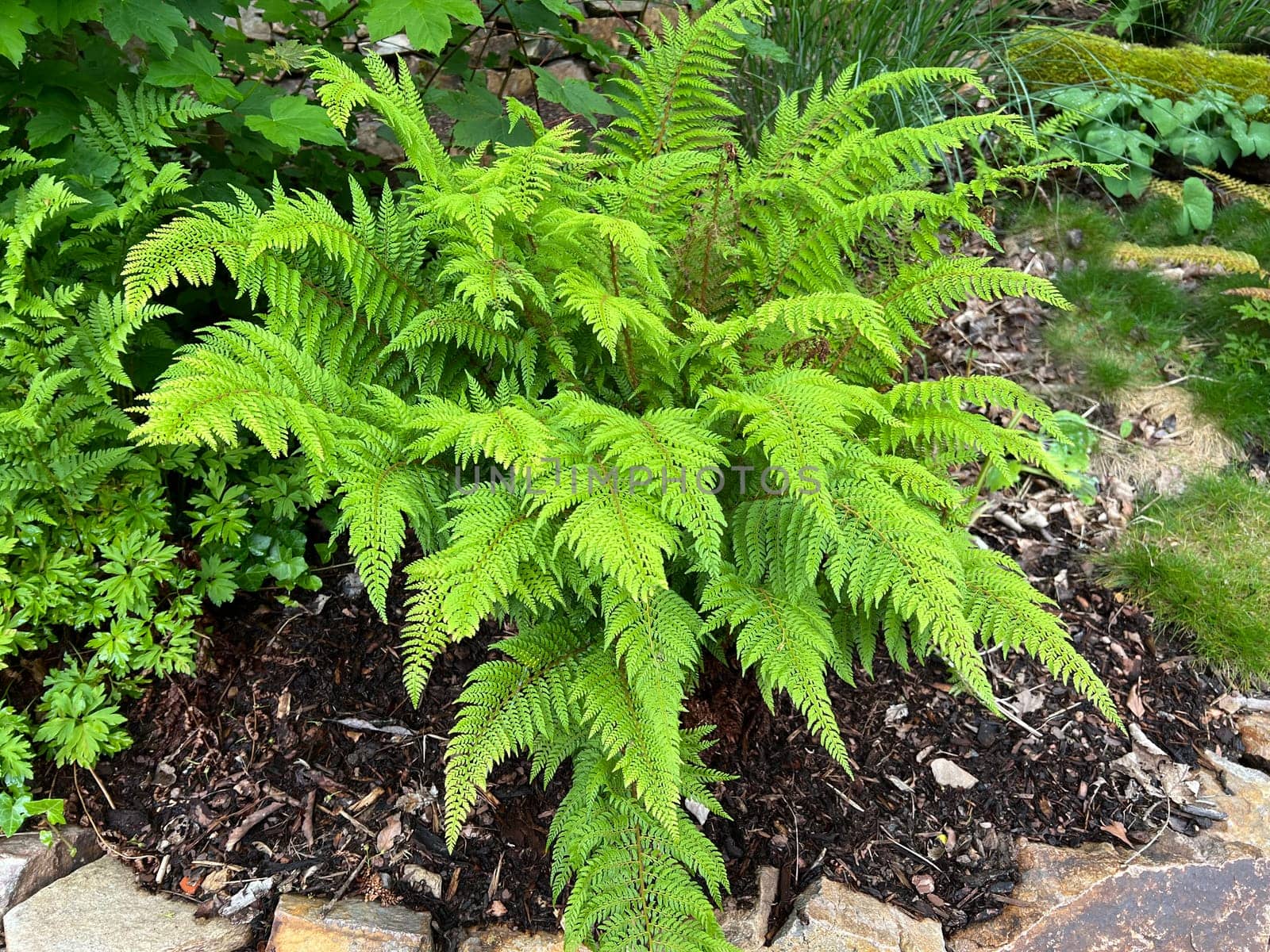 Shield fern,Polystichum setiferum is one of the native forest ferns,rolls out in spring and forms long,double-pinnate fronds. Polystichum setiferum is one of the native forest ferns,unfurls in spring and forms long,bi-pinnate fronds