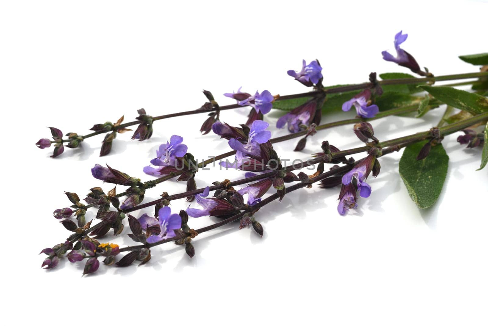 Sage,Salvia officinalis,is an important medicinal plant and a fragrant plant with blue flowers. It is a beautiful perennial and is also used in the kitchen as a spice. Sage,Salvia officinalis,is an important medicinal plant and a scented plant with blue flowers. It is a beautiful perennial and is also used in the kitchen as a seasoning.
