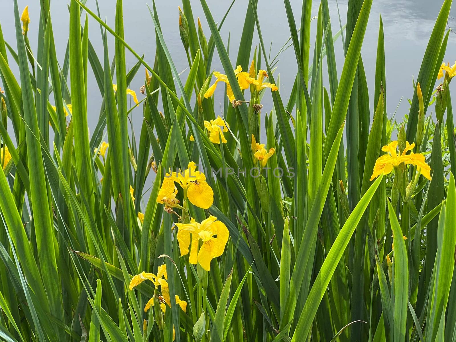 Marsh iris,Iris pseudacorus is a water and medicinal plant with yellow flowers. Marsh iris,Iris pseudacorus,is an aquatic and medicinal plant with yellow flowers.