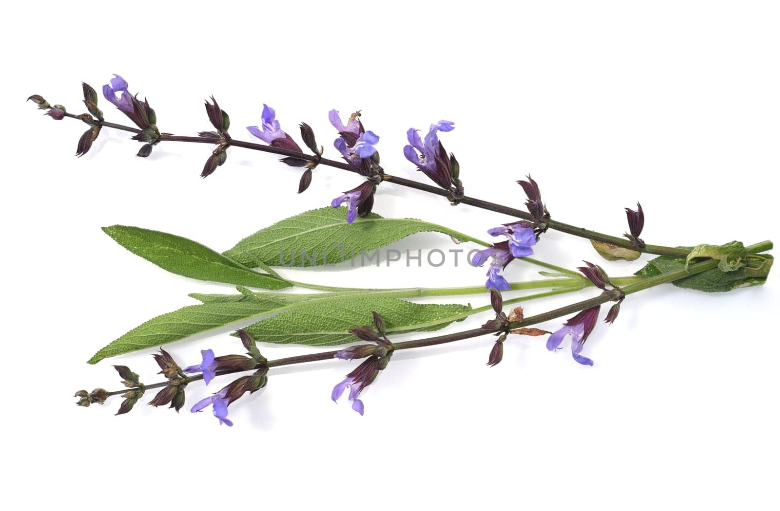 Sage,Salvia officinalis,is an important medicinal plant and a fragrant plant with blue flowers. It is a beautiful perennial and is also used in the kitchen as a spice. Sage,Salvia officinalis,is an important medicinal plant and a scented plant with blue flowers. It is a beautiful perennial and is also used in the kitchen as a seasoning.