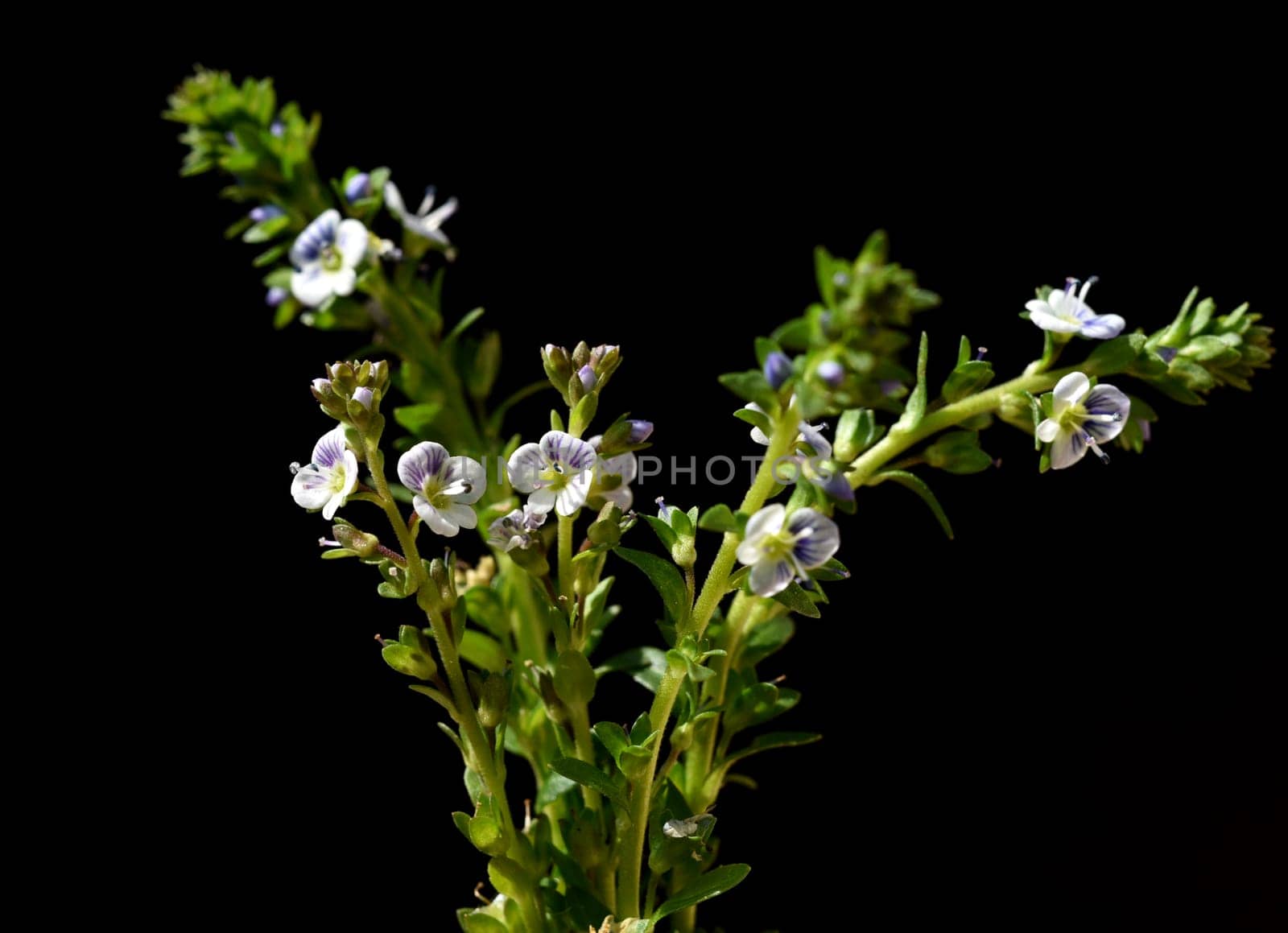 Thyme Honorary Award,Veronica serpyllifolia,is an honorary award that has thyme-like leaves. Thyme speedwell,Veronica serpyllifolia,is a speedwell that has thyme-like leaves.