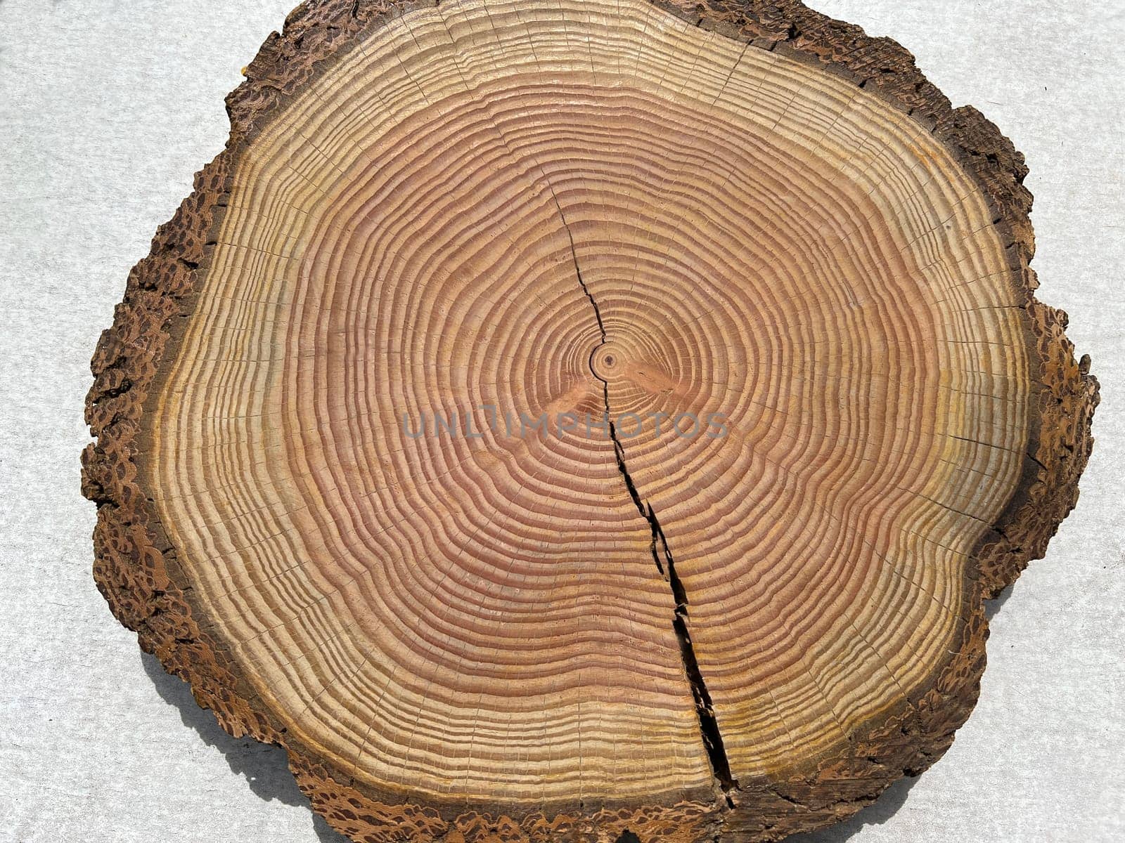 Annual rings are the growth rings of a tree in cross-section. Annual rings are the growth rings of a tree in cross section.