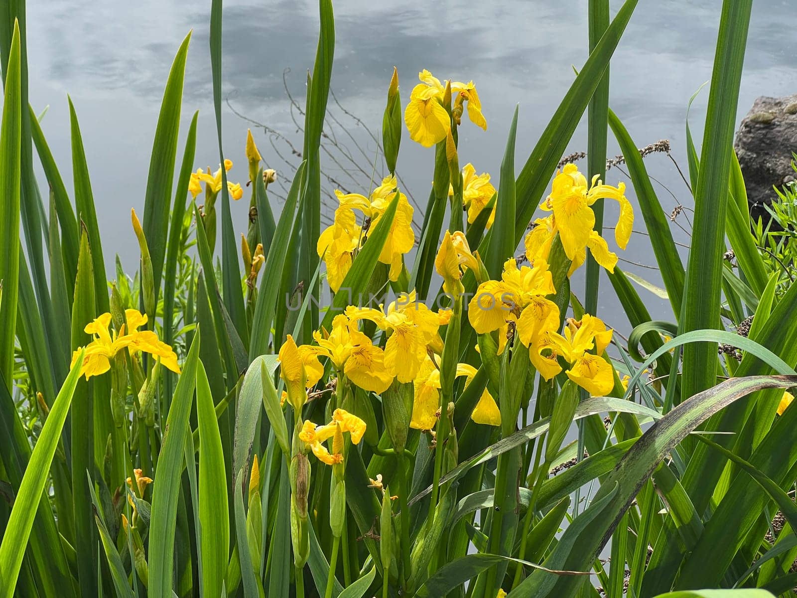 Marsh iris,Iris pseudacorus is a water and medicinal plant with yellow flowers. Marsh iris,Iris pseudacorus,is an aquatic and medicinal plant with yellow flowers.