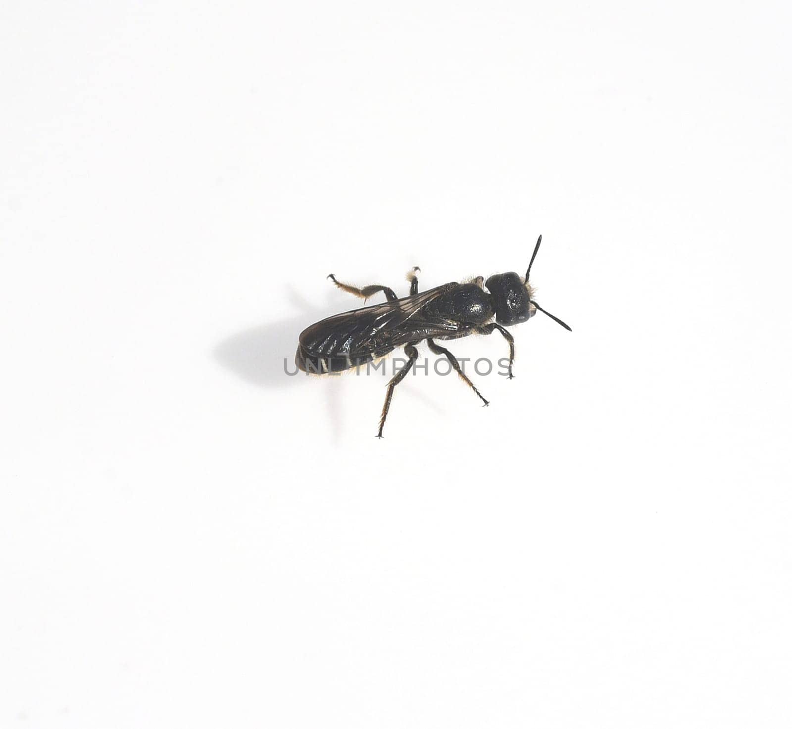 Loe bee,Heriades truncorum is a so-called oligolectic wild bee species,i.e. a pollen specialist. The Loecher bee,Heriades truncorum,is a so-called oligolectic wild bee species,i.e. a pollen specialist.