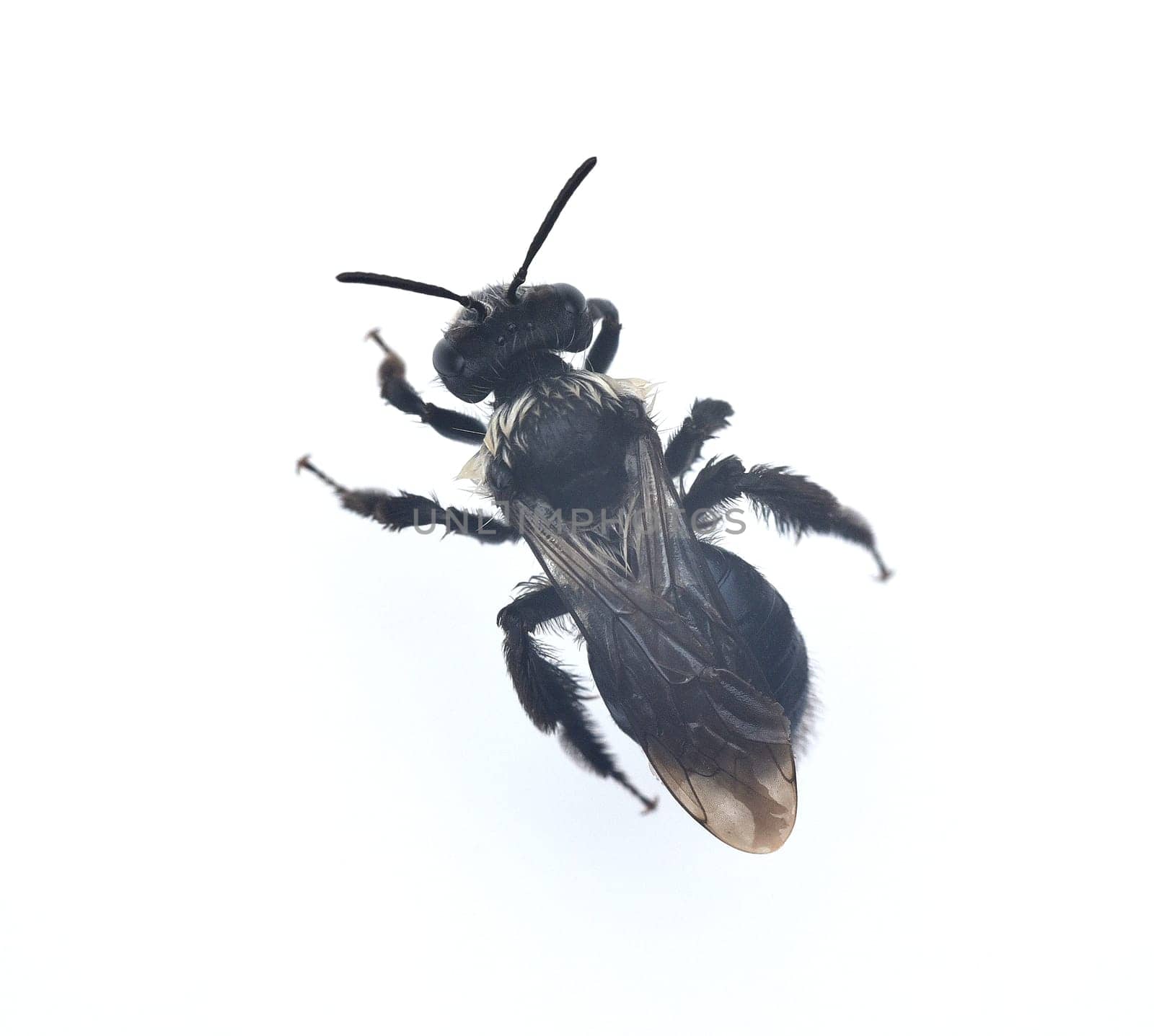 Black moth bee,Megachile parietina,Megachilidae is a wild bee. It is critically endangered and extremely rare. Black moth bee,Megachile parietina,Megachilidae is a wild bee. It is critically endangered and extremely rare
