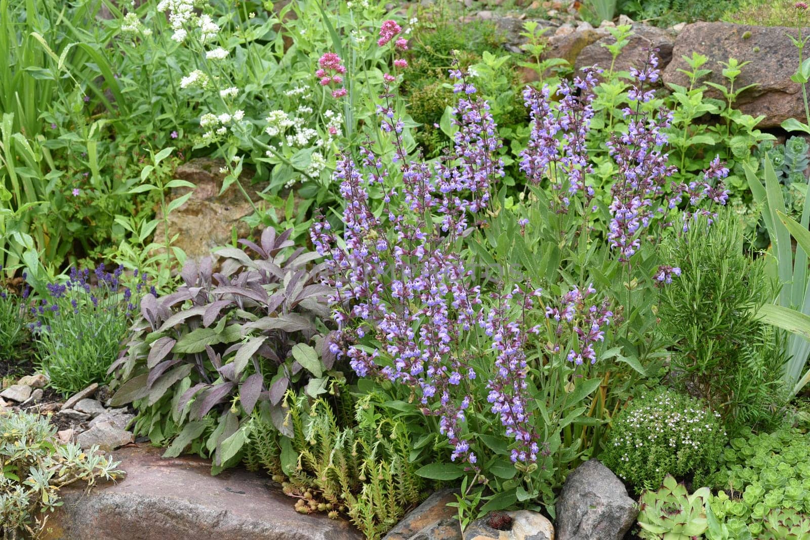 Dry stone walls in the garden are well suited for many herbs and at the same time a biotope for many animals. Dry stone walls in the garden are well suited for many herbs and at the same time a biotope for many animals.