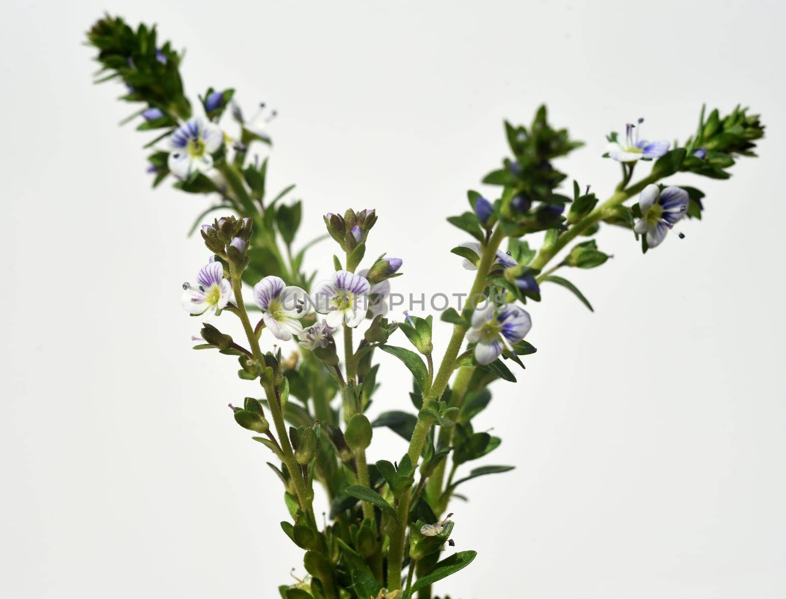 Thyme Honorary Award,Veronica serpyllifolia,is an honorary award that has thyme-like leaves. Thyme speedwell,Veronica serpyllifolia,is a speedwell that has thyme-like leaves.