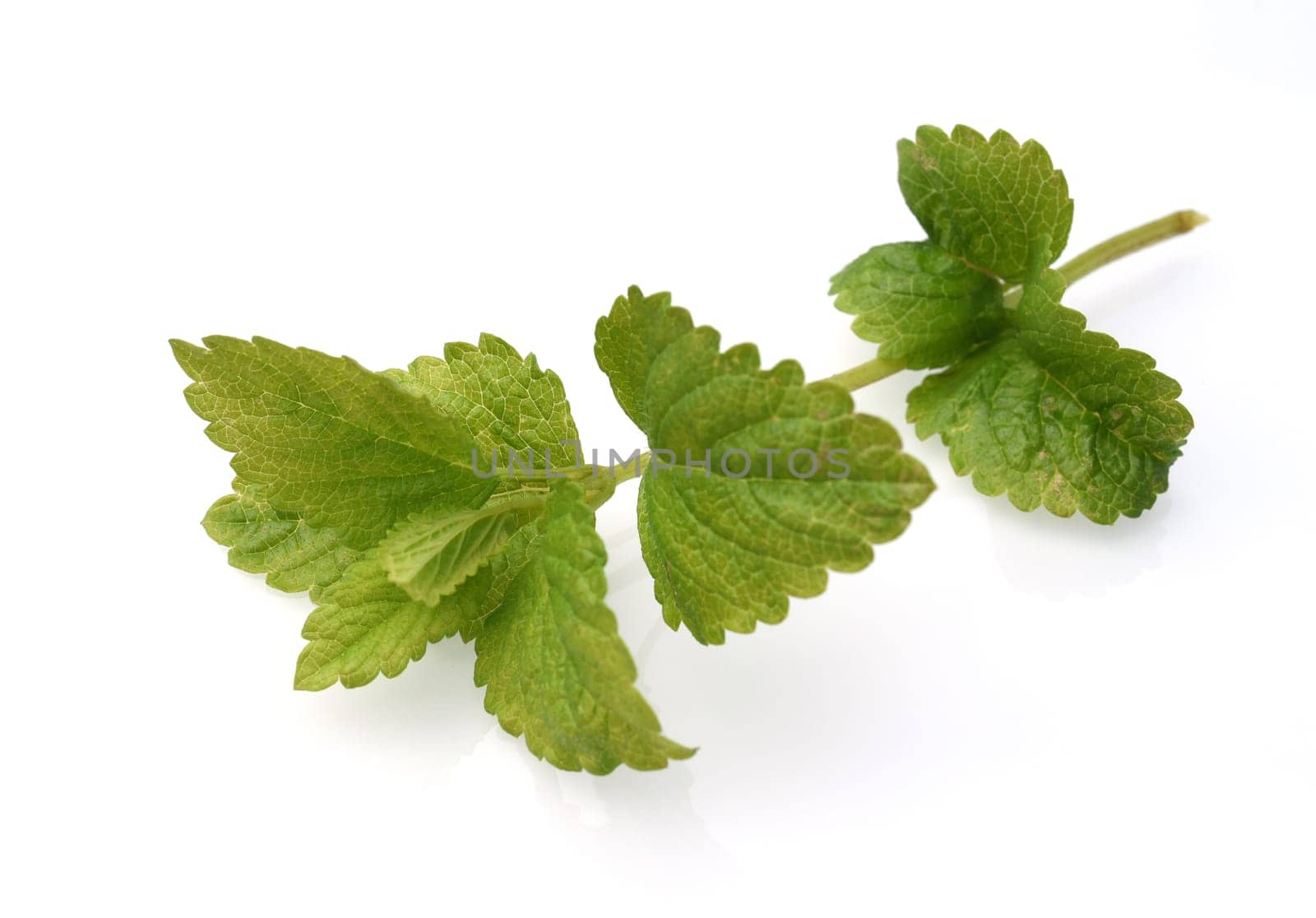 Lemon balm Melissa officinalis is an important medicinal plant and a fragrant plant with white flowers. It is a beautiful perennial and is also used in medicine. Lemon balm Melissa officinalis,is an important medicinal plant and an aromatic plant with white flowers. It is a beautiful perennial and is also used in medicine.