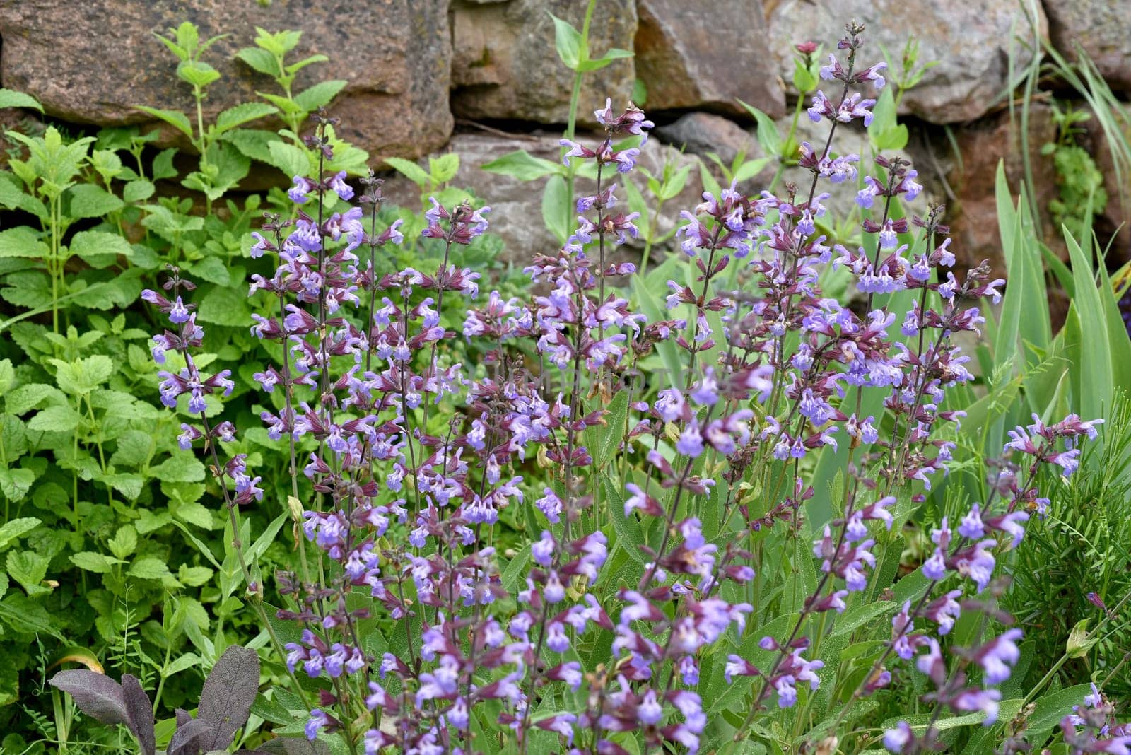 Dry stone walls in the garden are well suited for many herbs and at the same time a biotope for many animals. Dry stone walls in the garden are well suited for many herbs and at the same time a biotope for many animals.