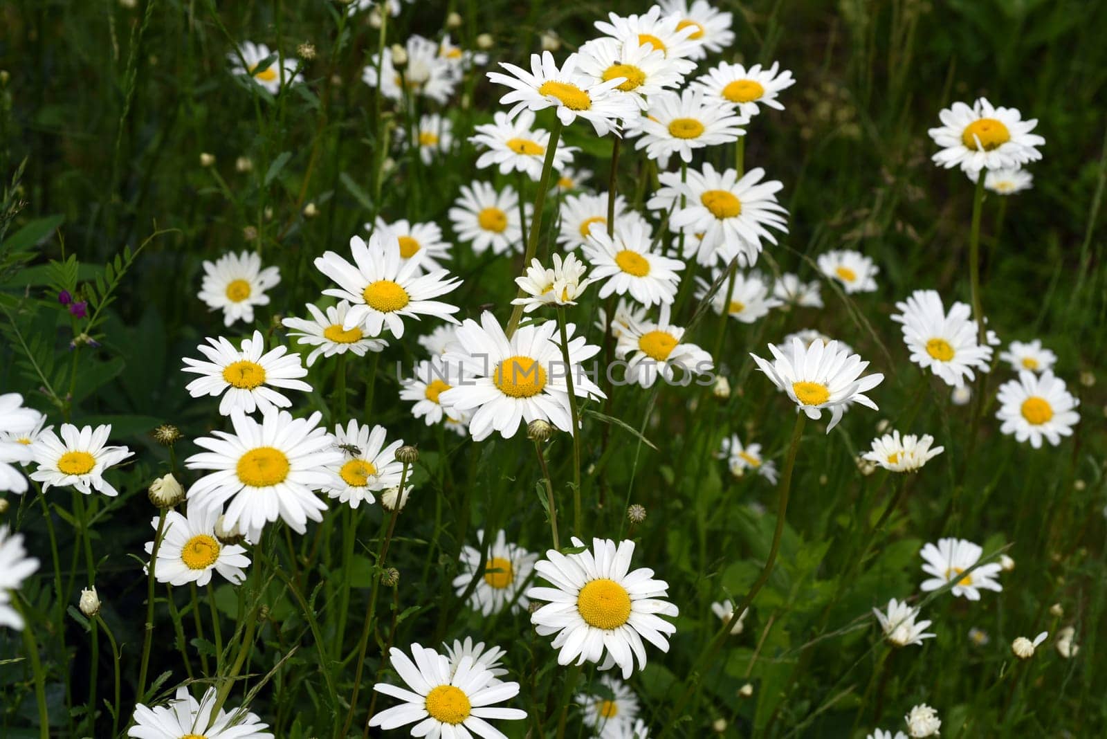 Daisies form simple flowers,are pollen donors for bees and attract butterflies. They bloom from May to October. Daisies form simple flowers,are pollen donors for bees and attract butterflies. They bloom from May to October.
