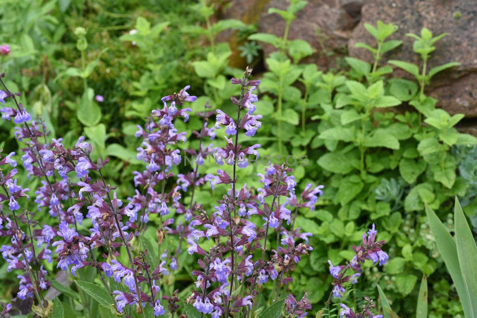 Dry stone walls in the garden are well suited for many herbs and at the same time a biotope for many animals. Dry stone walls in the garden are well suited for many herbs and at the same time a biotope for many animals.