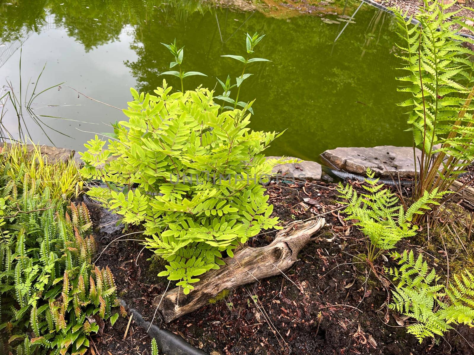 Dwarf king fern,Osmunda regalis,is one of many fern species that thrives mainly in forests. Dwarf royal fern,Osmunda regalis,is one of many fern species that thrives primarily in forests.
