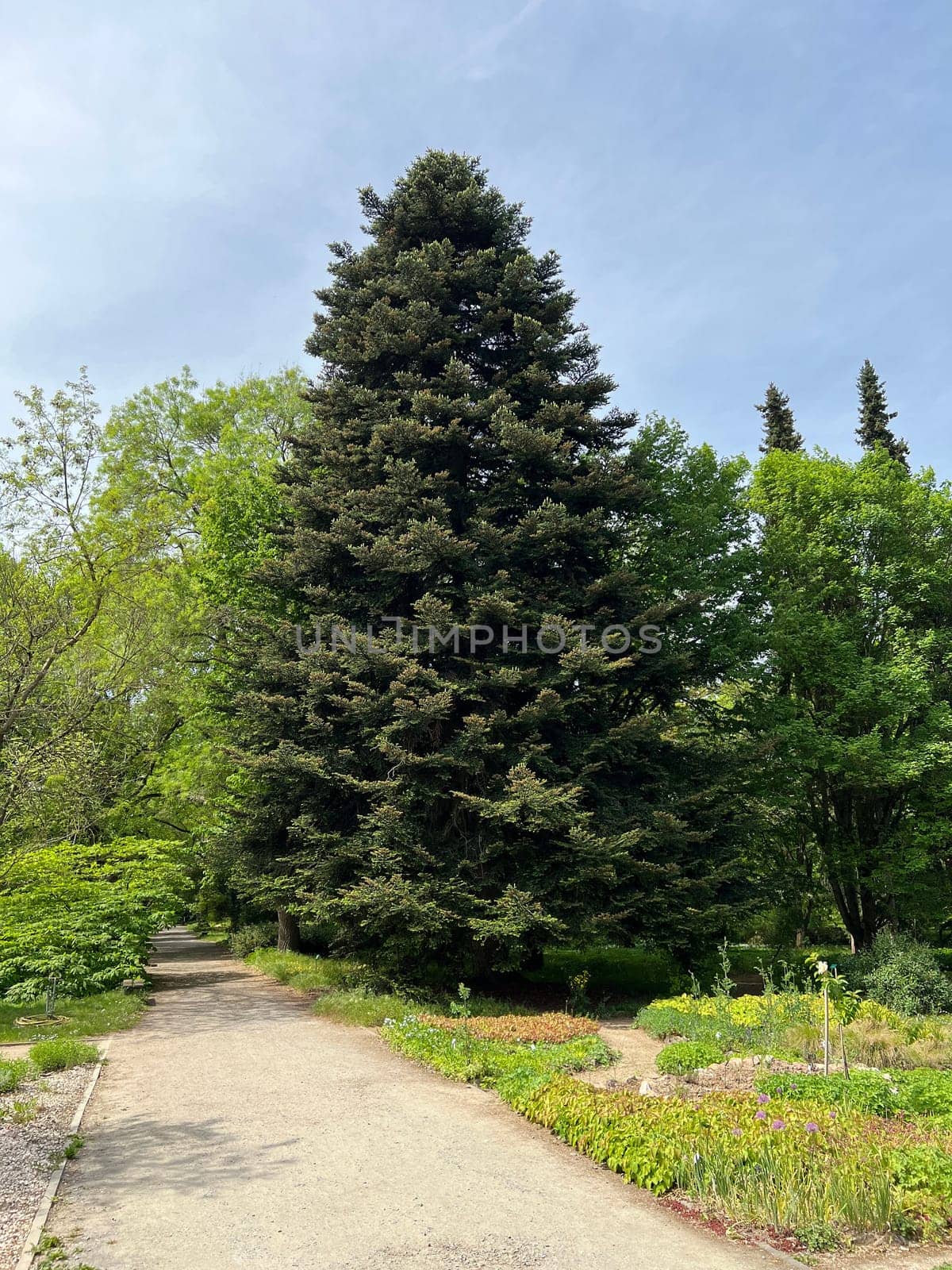 Fir branch,abies,fir is a native conifer with soft needles. Fir branch,abies,fir is a native conifer with soft needles.