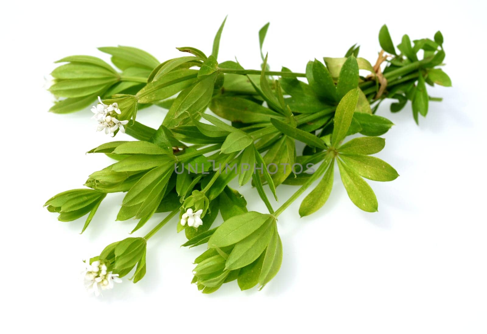 Woodruff,Galium odoratum is a spice and medicinal plant that grows in the forest. Woodruff,Galium odoratum is a spice and medicinal plant that grows in the forest