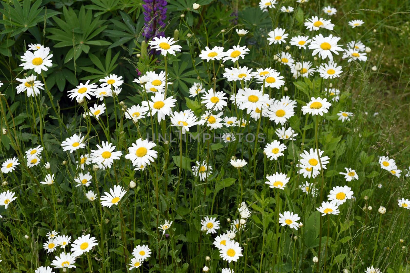 Daisies form simple flowers,are pollen donors for bees and attract butterflies. They bloom from May to October. Daisies form simple flowers,are pollen donors for bees and attract butterflies. They bloom from May to October.