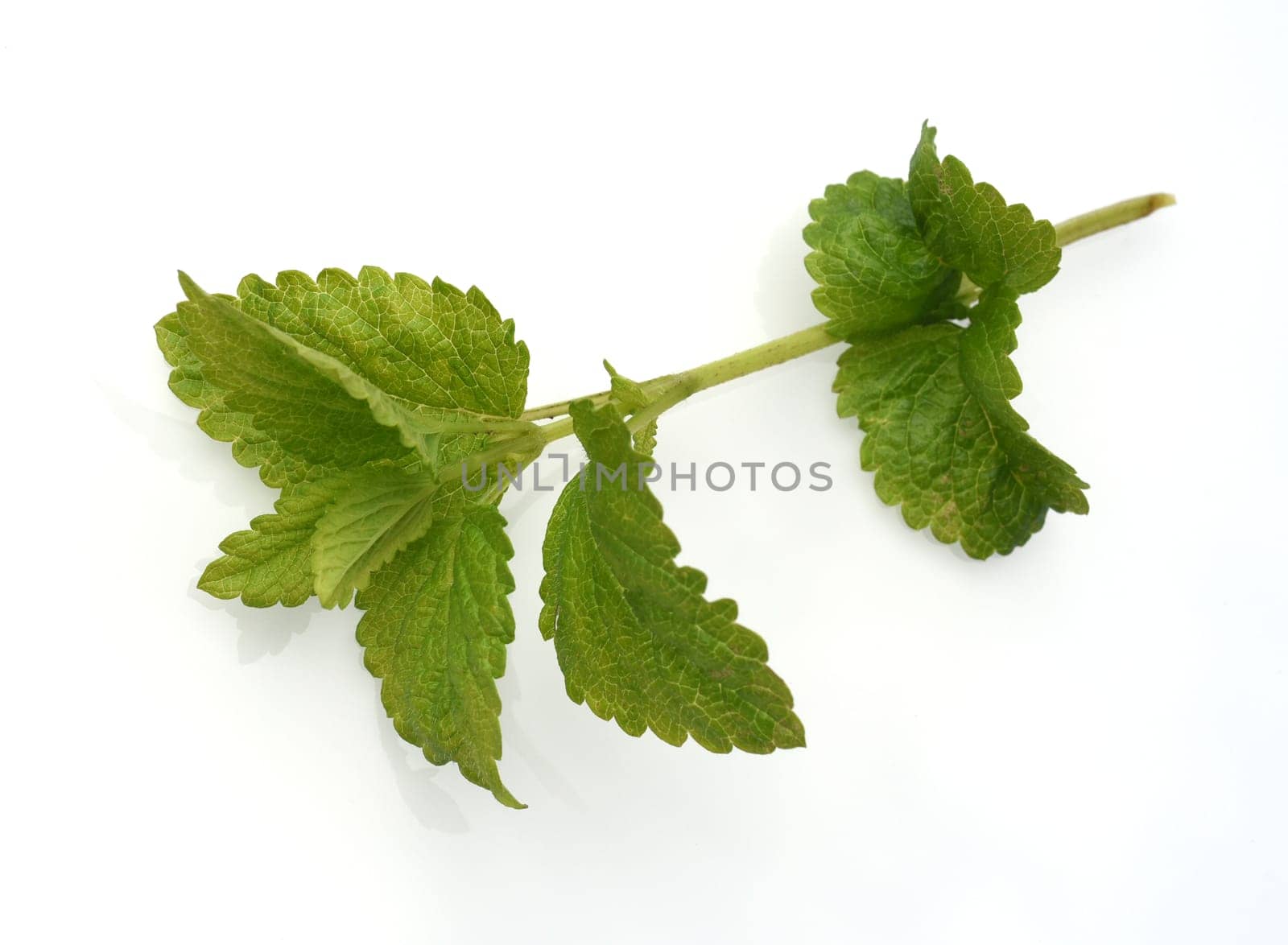 Lemon balm Melissa officinalis is an important medicinal plant and a fragrant plant with white flowers. It is a beautiful perennial and is also used in medicine. Lemon balm Melissa officinalis,is an important medicinal plant and an aromatic plant with white flowers. It is a beautiful perennial and is also used in medicine.