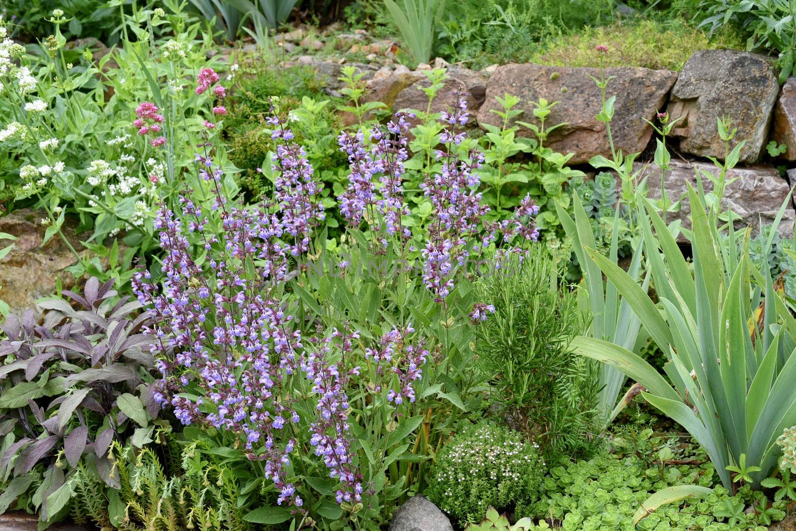 Dry stone walls in the garden are well suited for many herbs and at the same time a biotope for many animals. Dry stone walls in the garden are well suited for many herbs and at the same time a biotope for many animals.