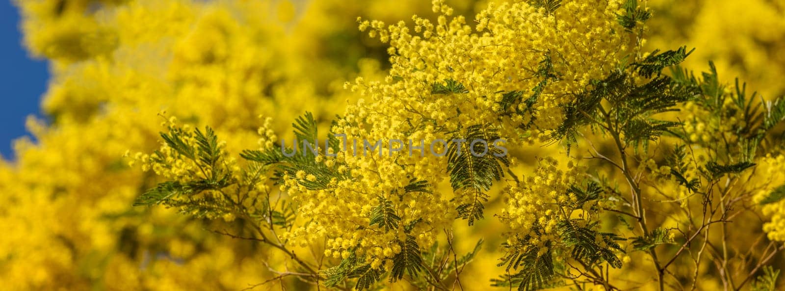 Yellow blooming of mimosa tree in spring. Long wide banner