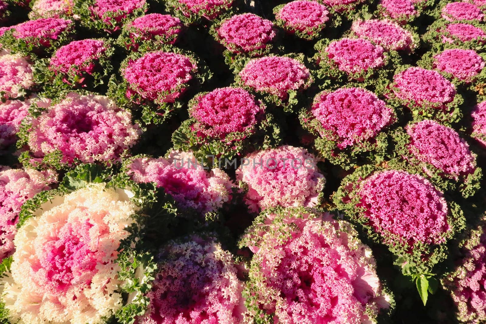 A field, bed of many pink kale, cabbage heads, at the Royal Twin Pagodas in the Doi Inthanon National Park, close to Chiang Mai, Thailand 2023