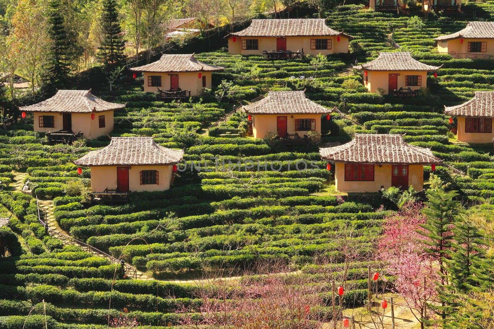 View onto traditional chinese houses surrounded by a lush tea plantation in the village of Ban Rak Thai, Mae Aw, close to the border to Myanmar, Mae Hong Son Loop, Thailand 2023